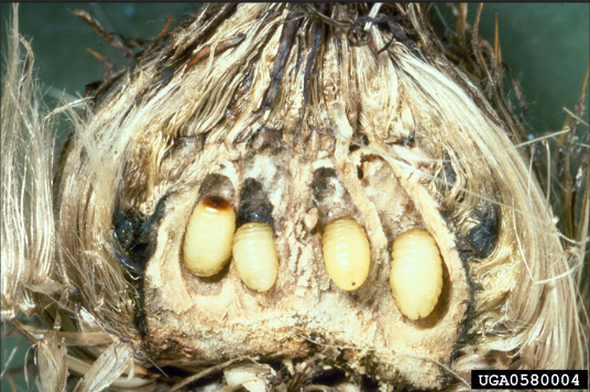 Gall image