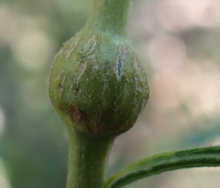 Gall image