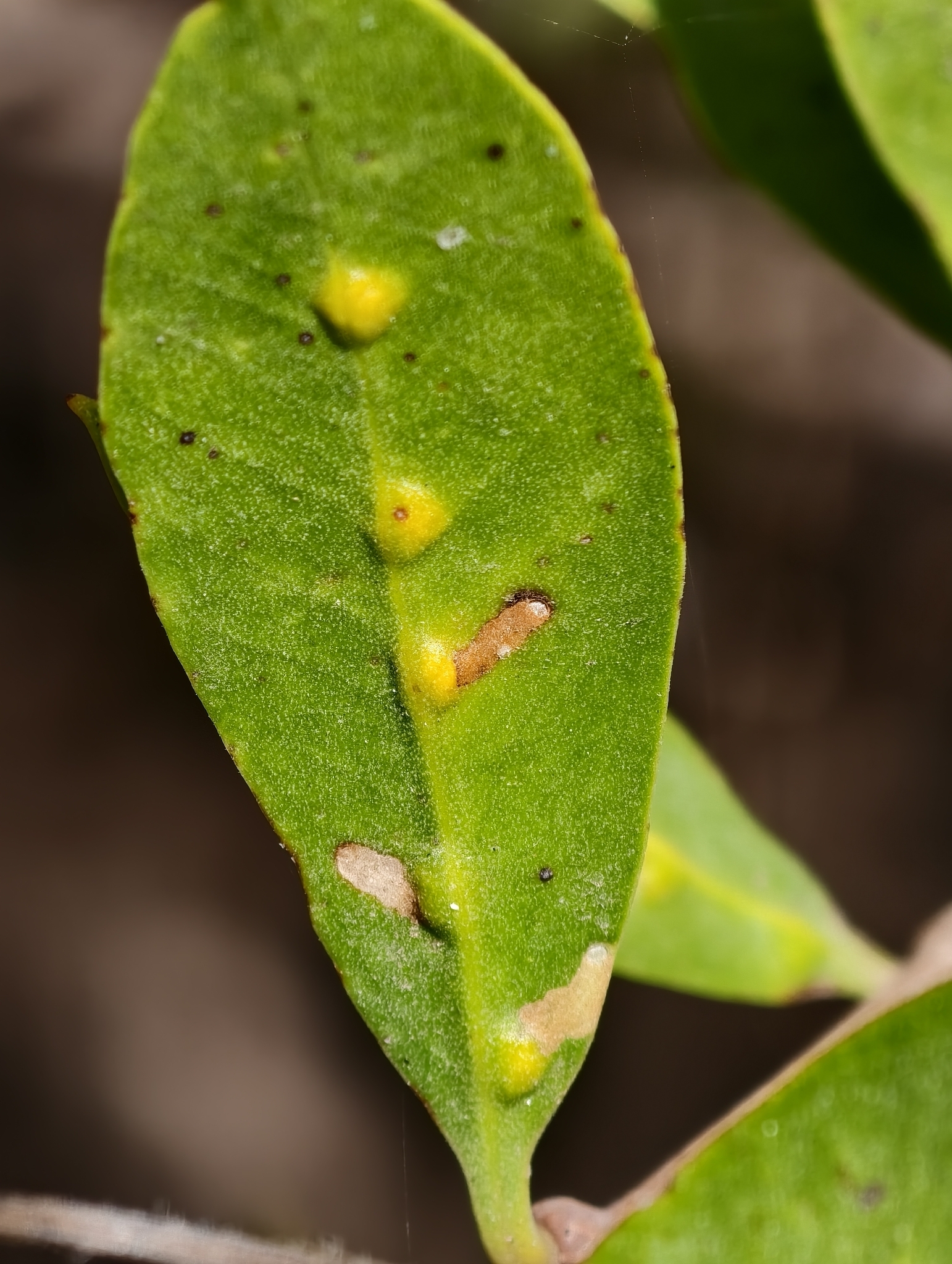 Gall image