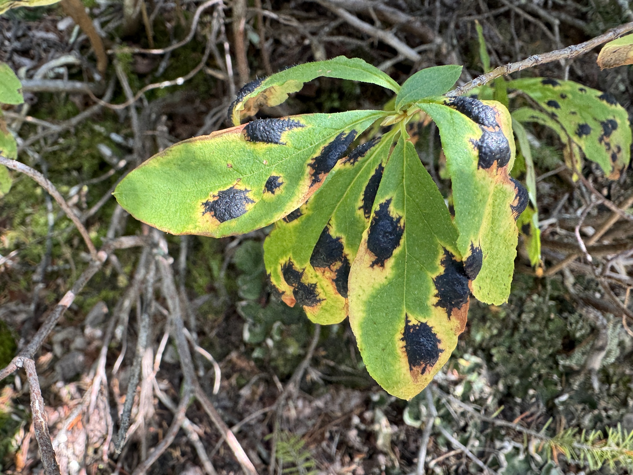 Gall image