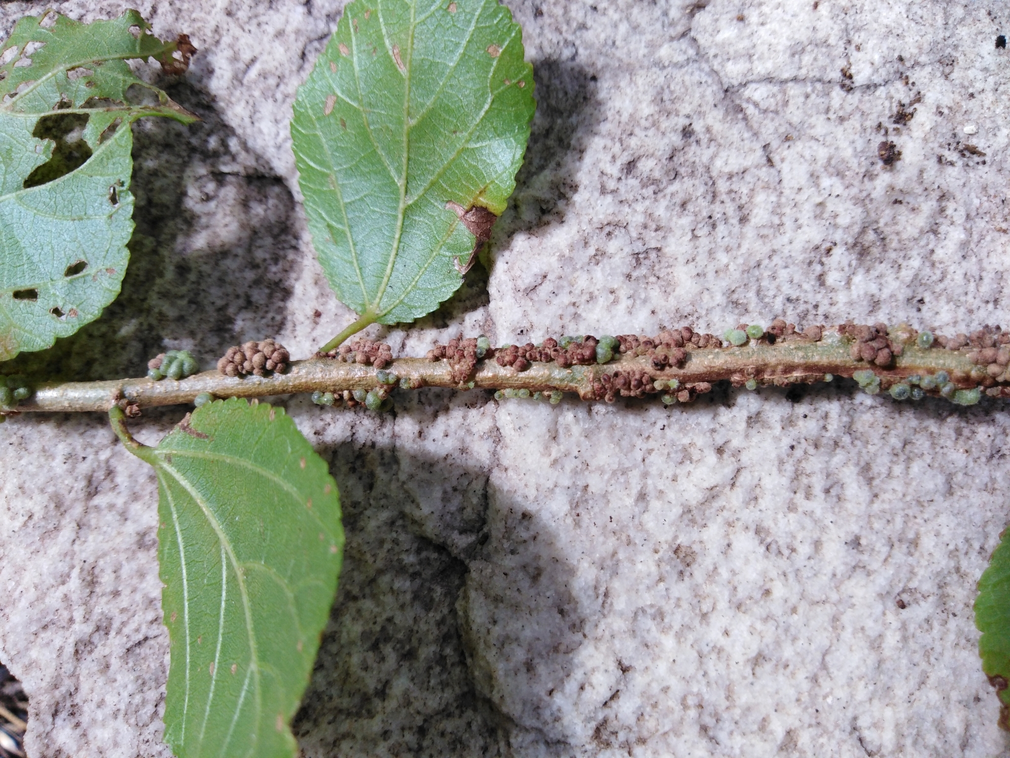 Gall image