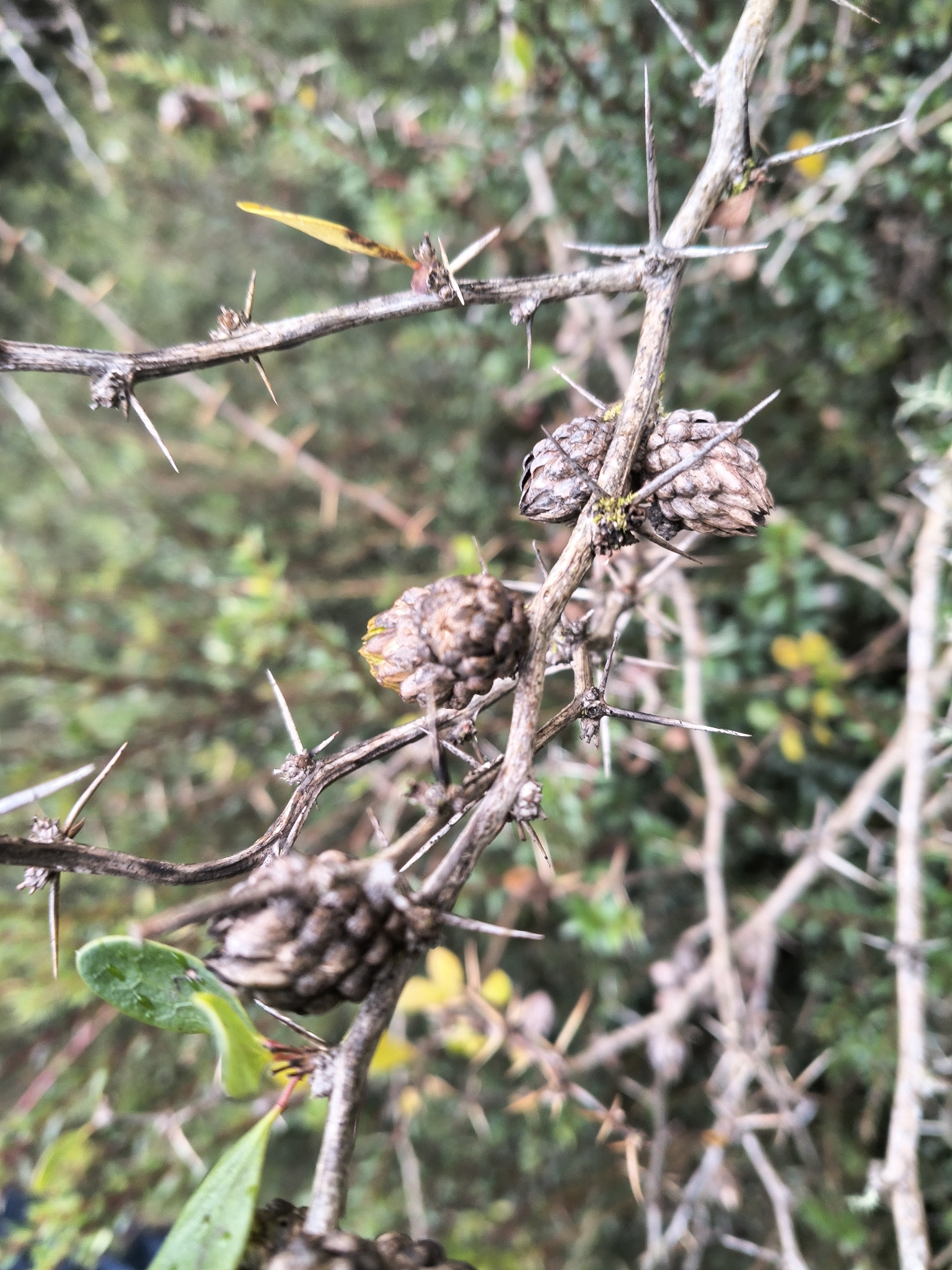 Gall image