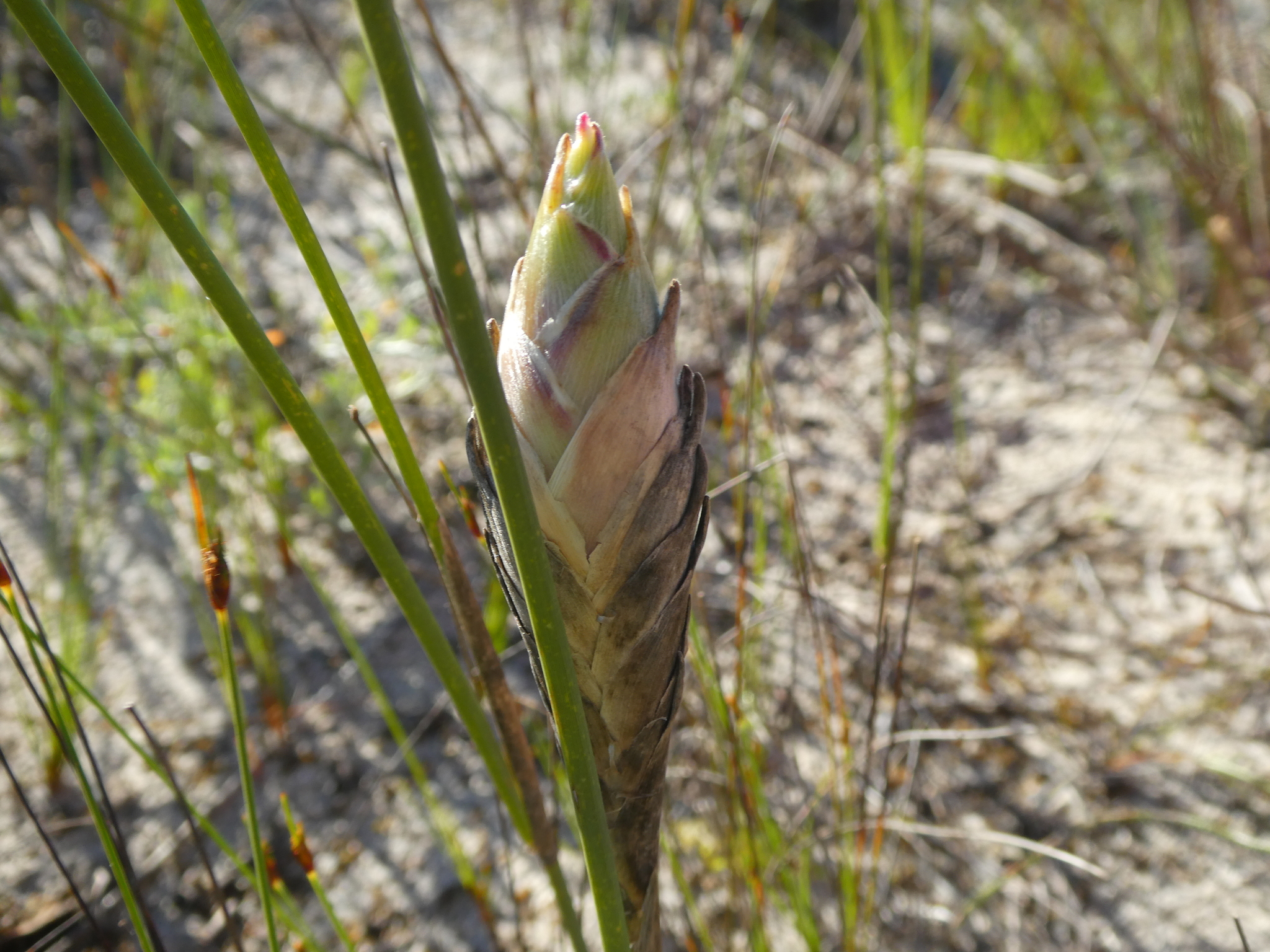 Gall image