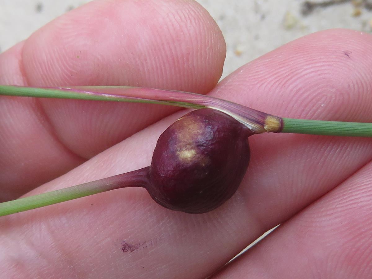 Gall image
