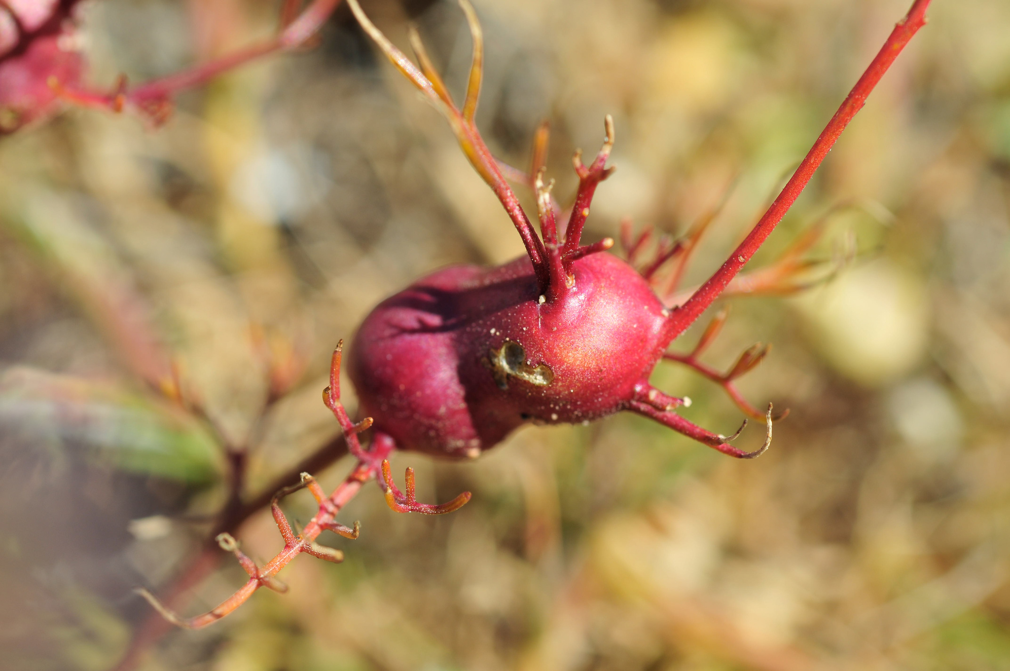 Gall image