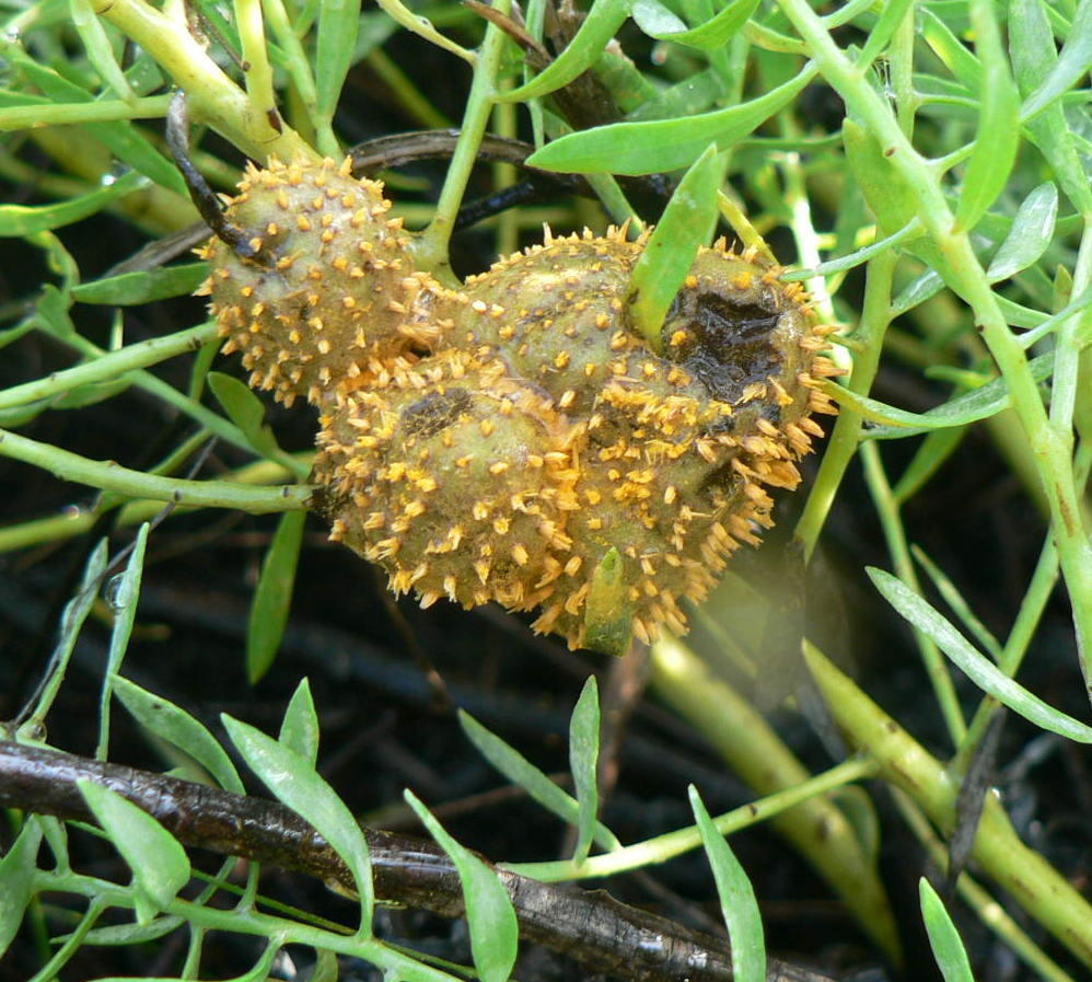 Gall image