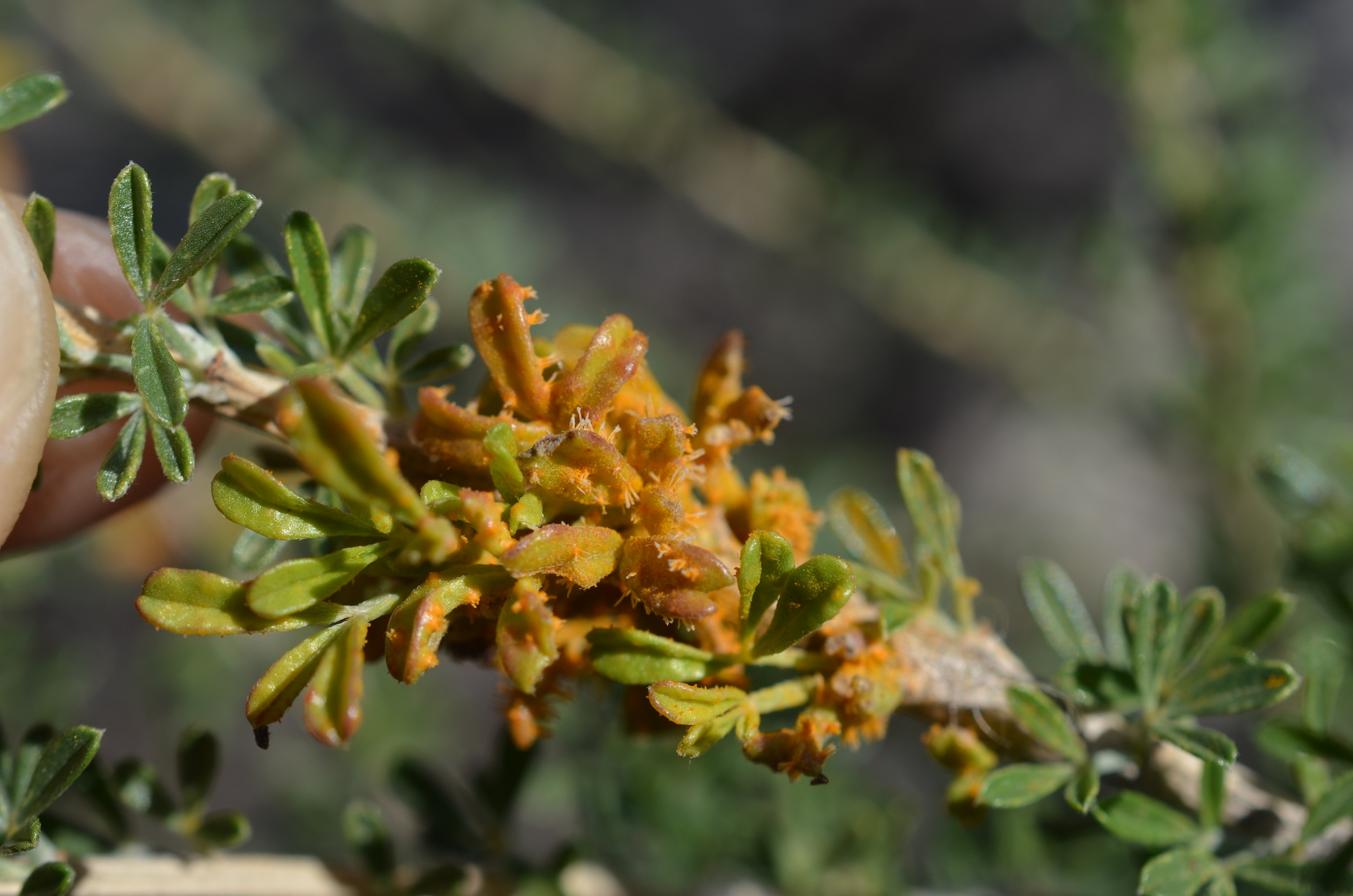 Gall image
