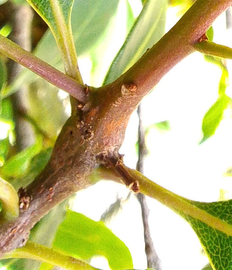 Gall image