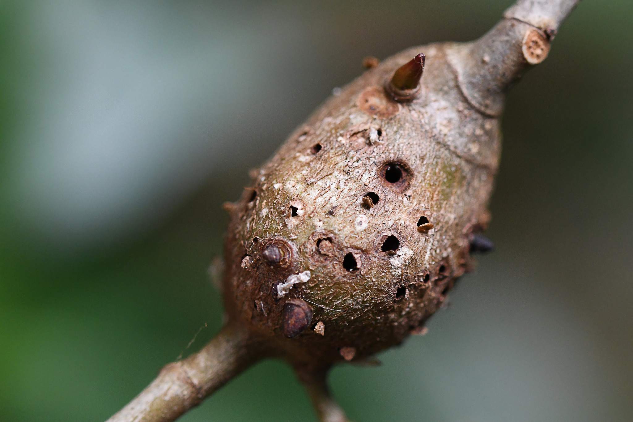 Gall image