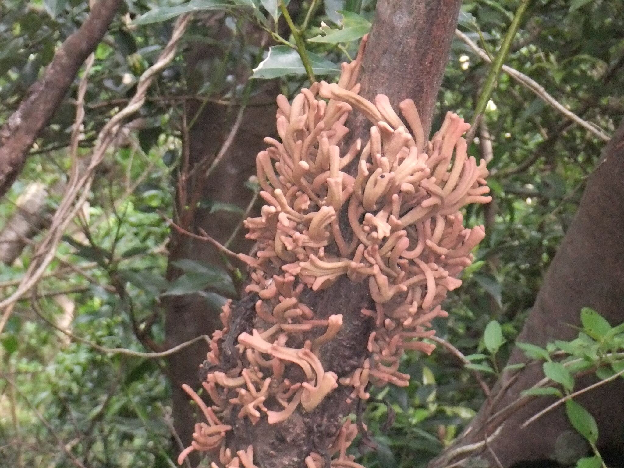 Gall image