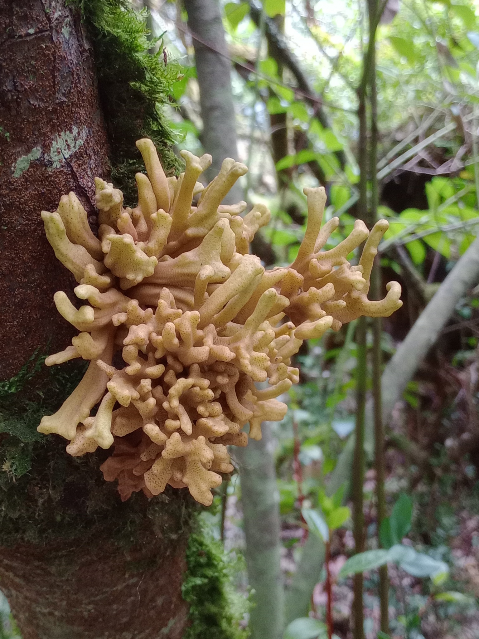 Gall image
