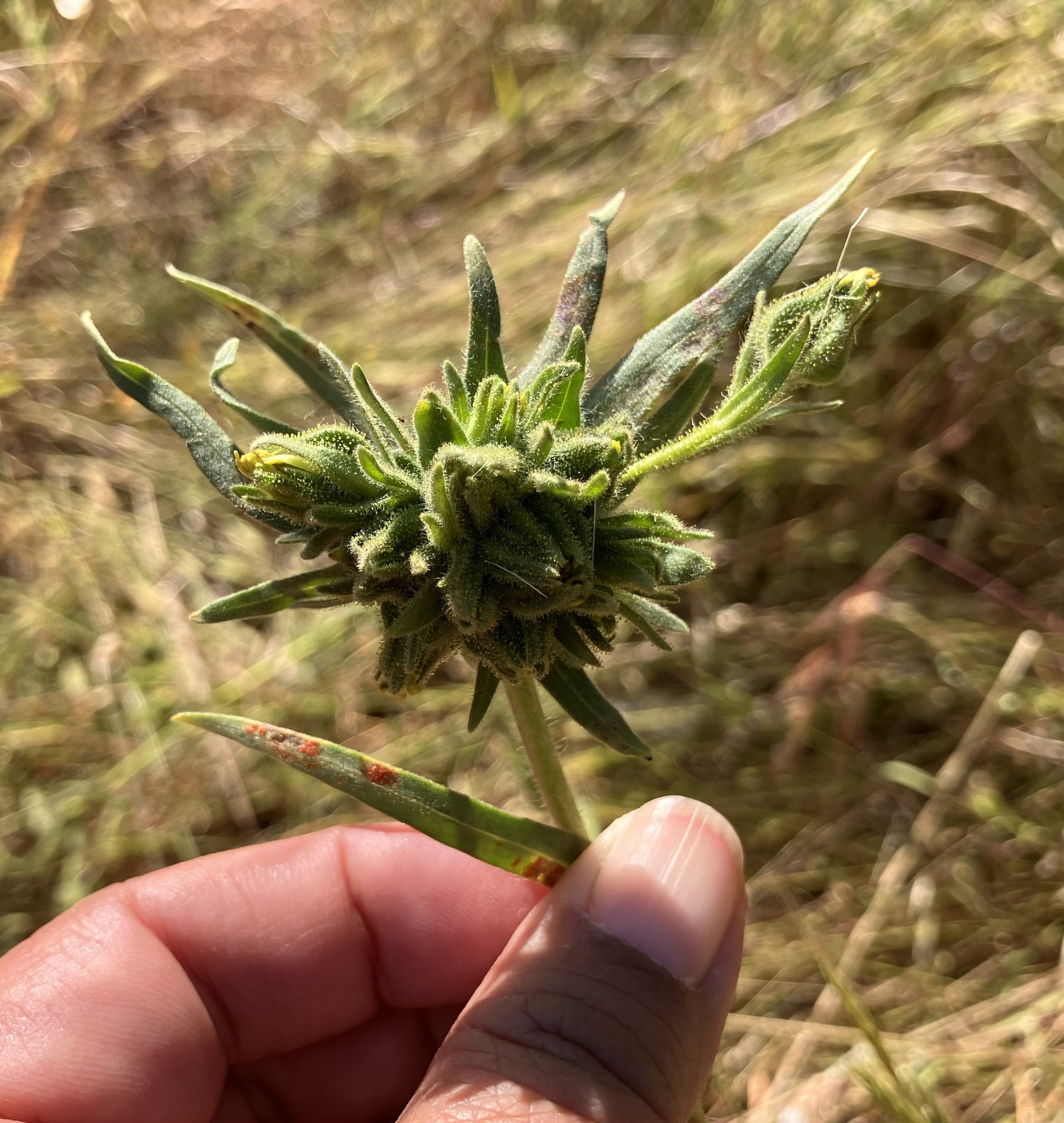Gall image