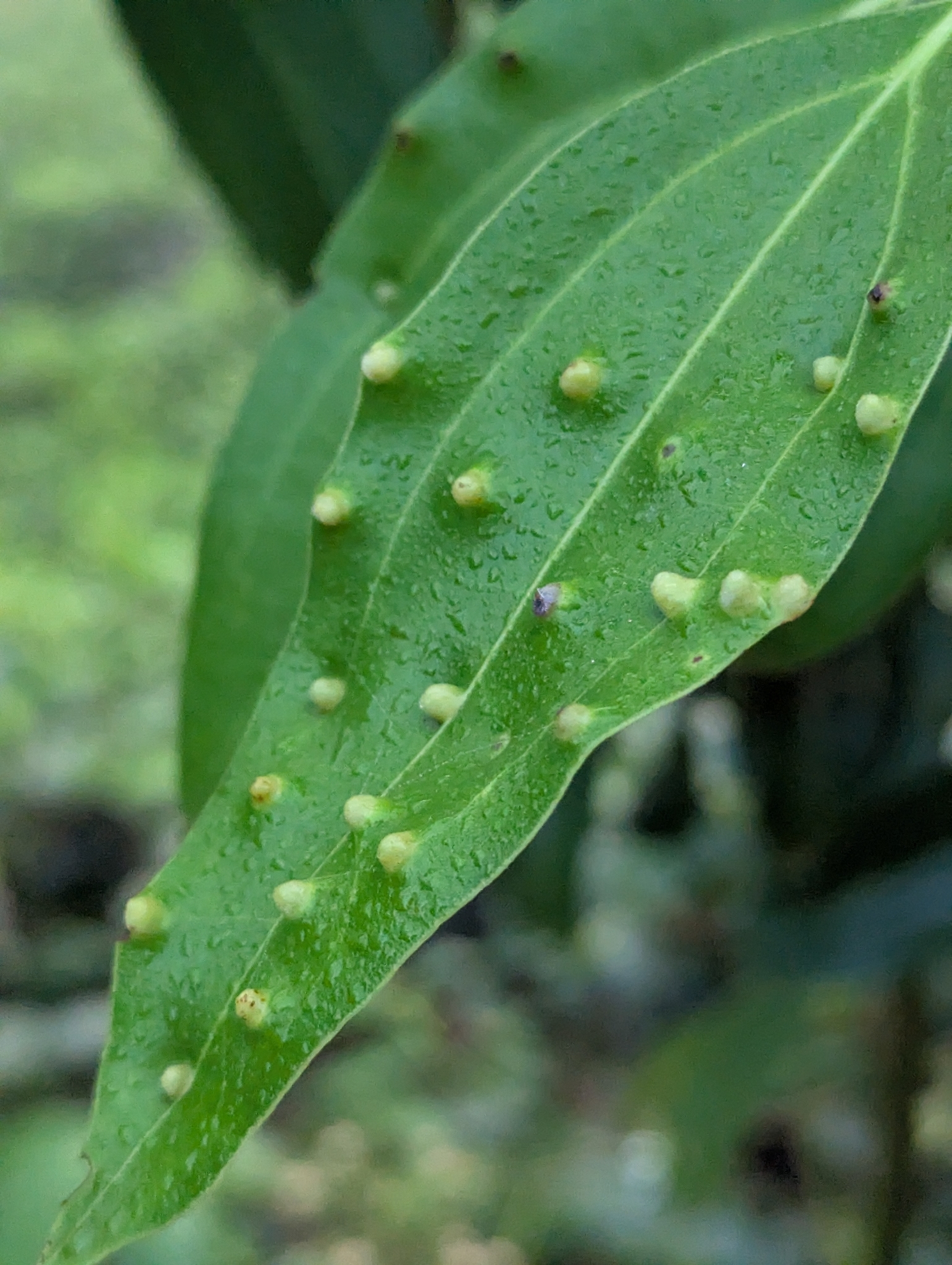Gall image