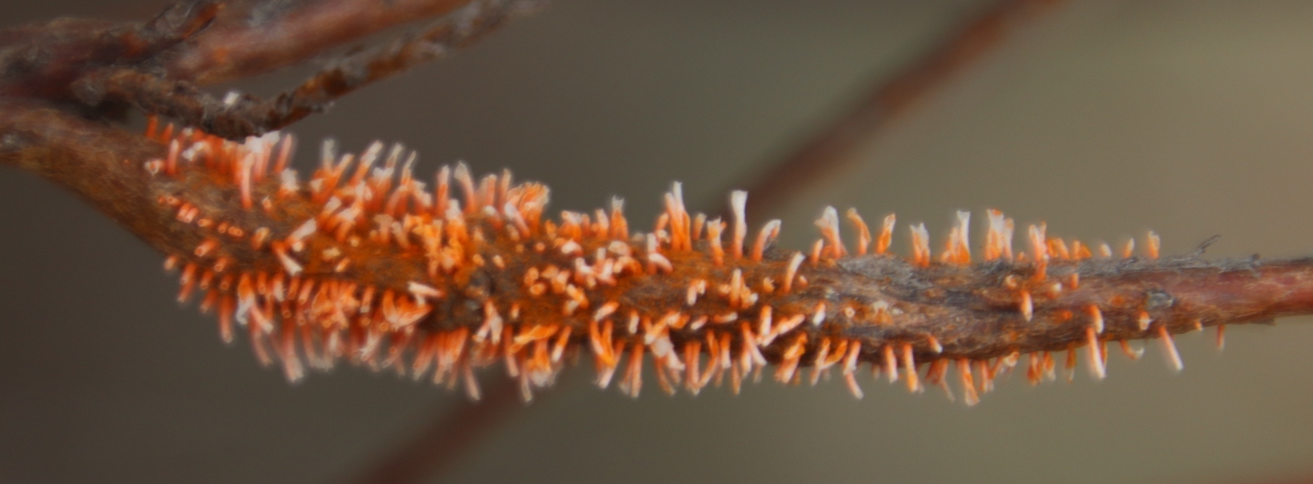 Gall image