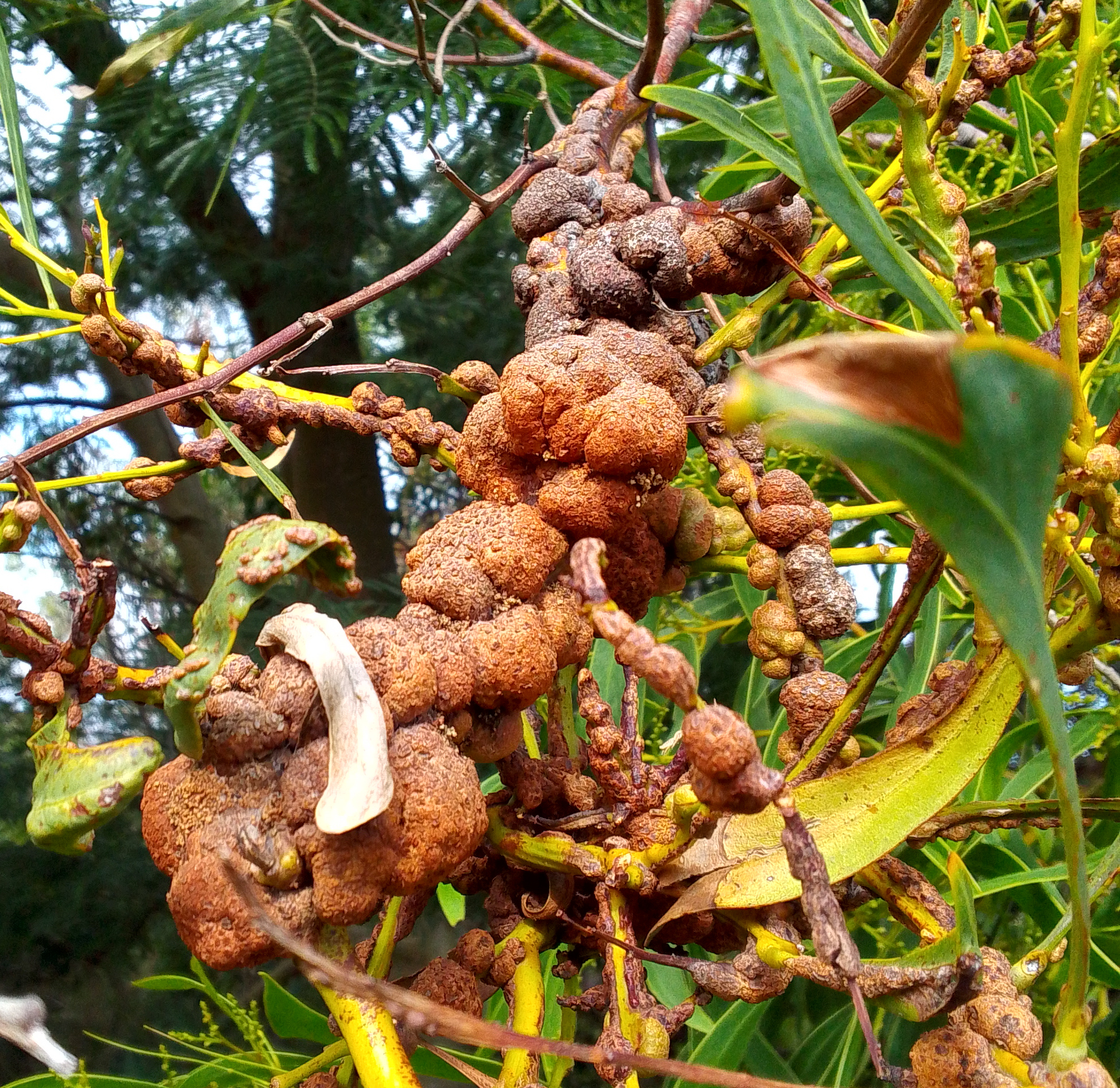 Gall image