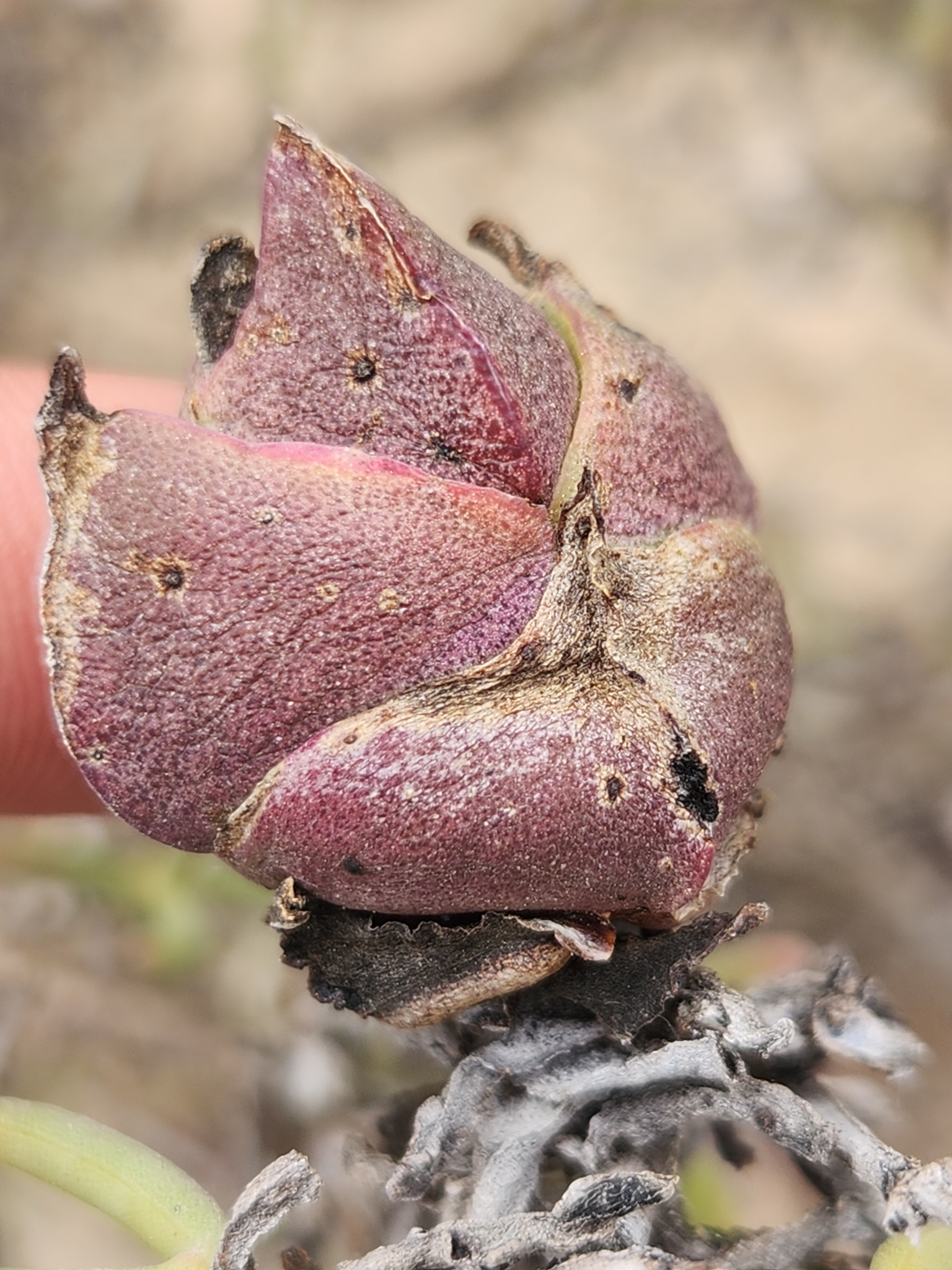 Gall image