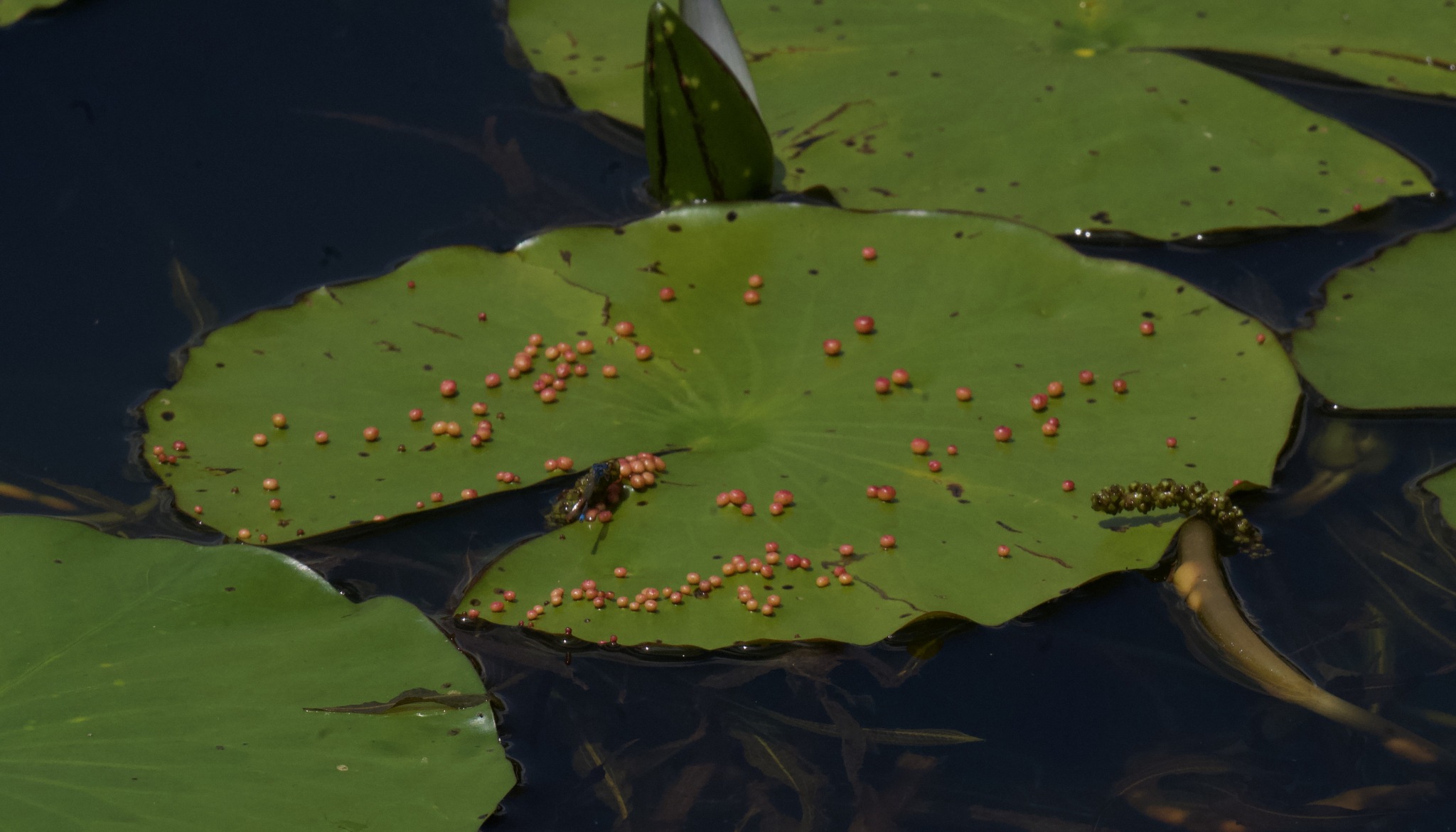 Gall image
