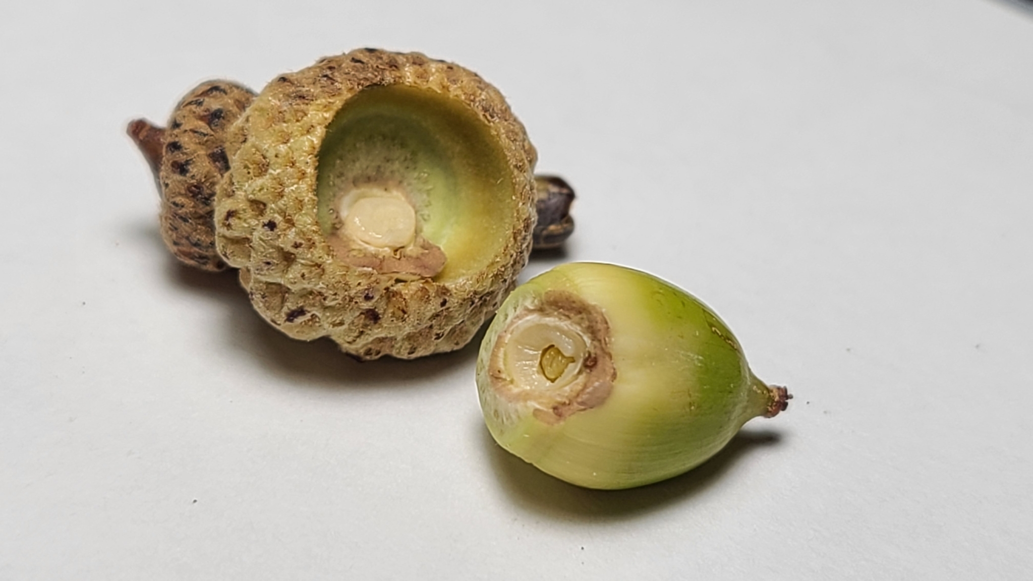 Gall image