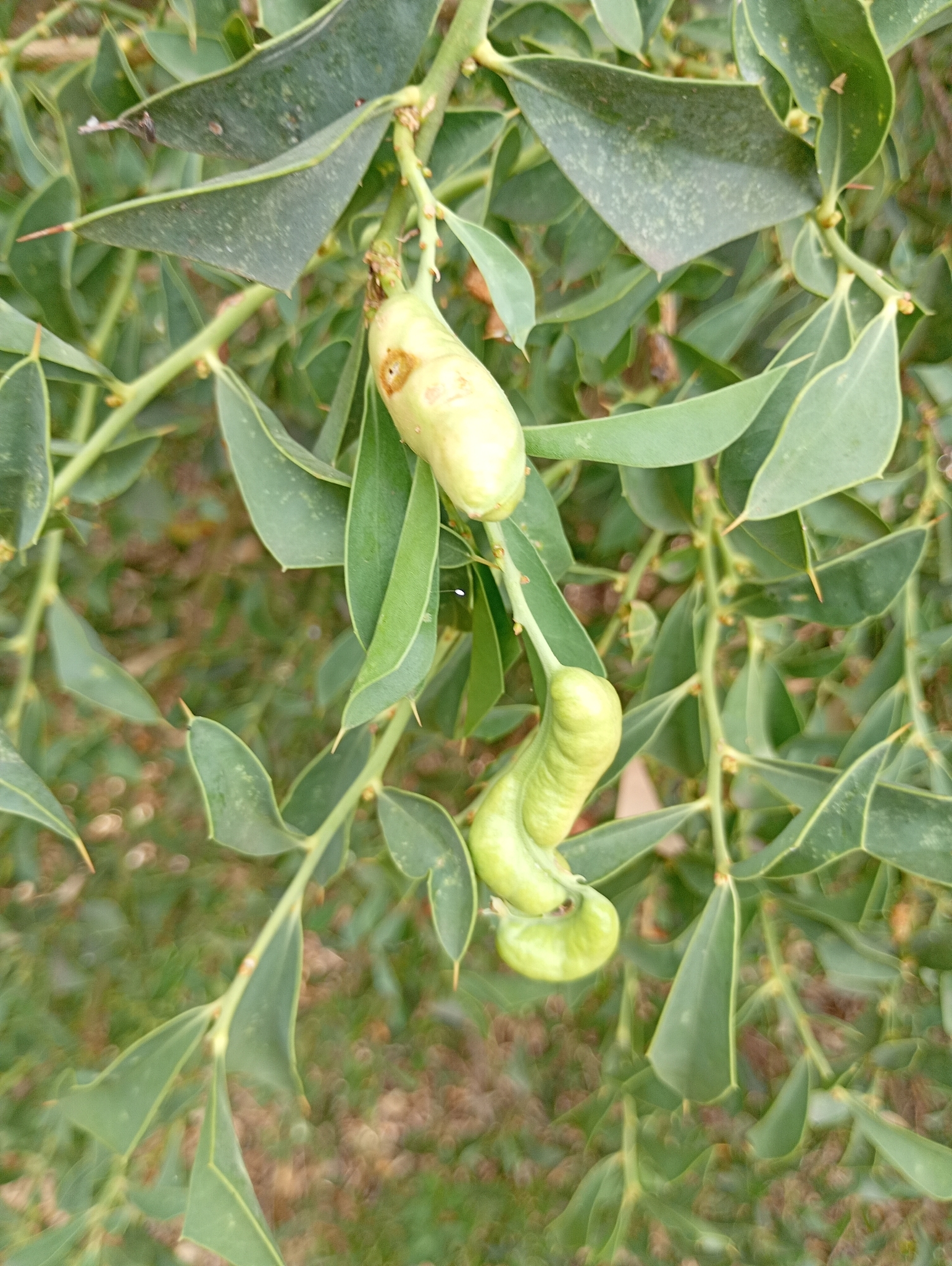 Gall image