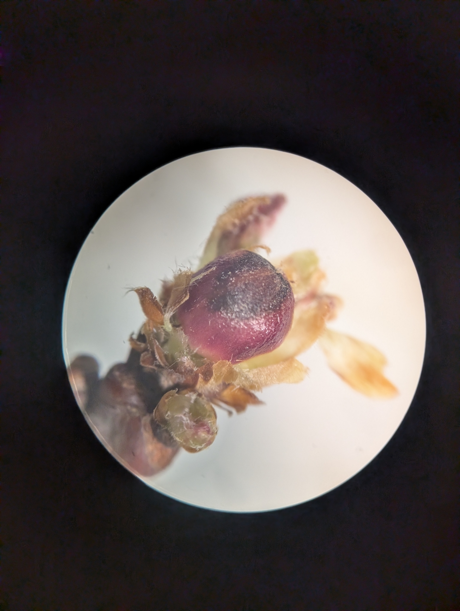 Gall image