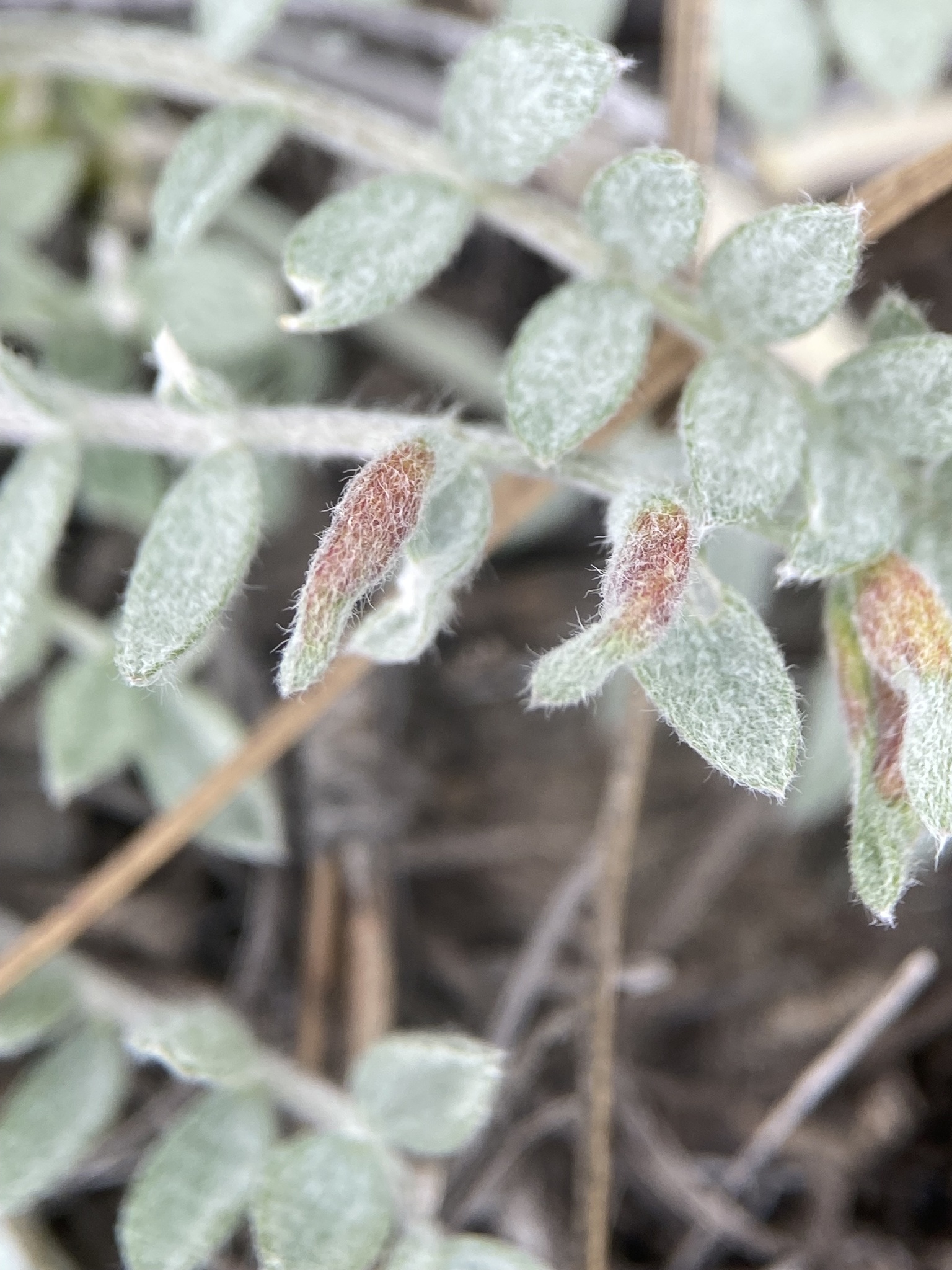 Gall image