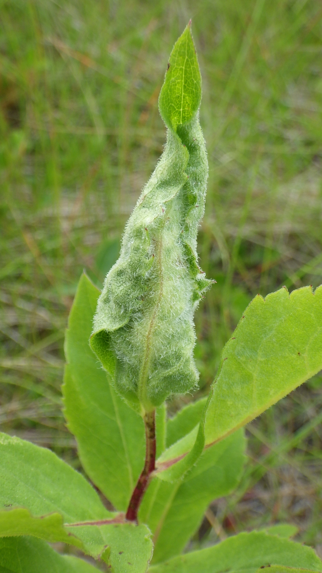 Gall image