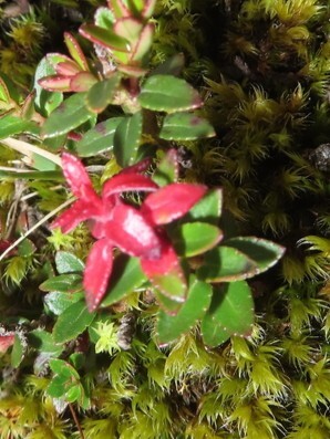 Gall image