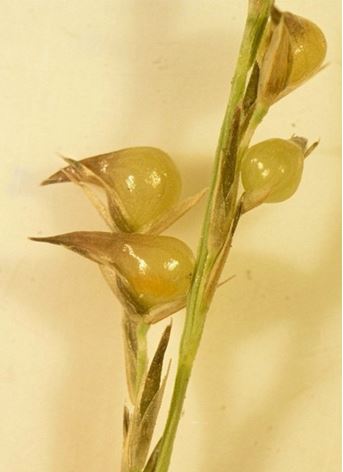 Gall image