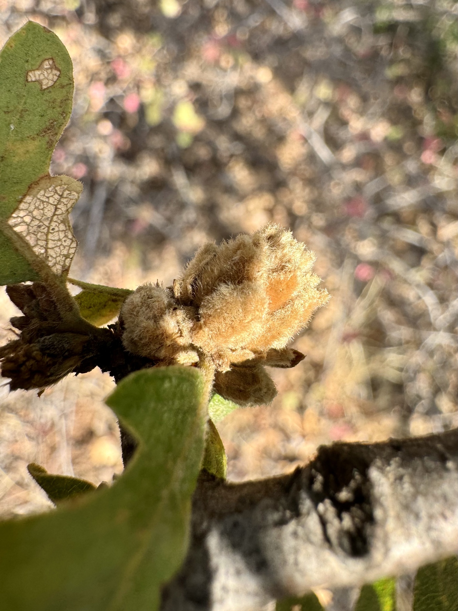 Gall image