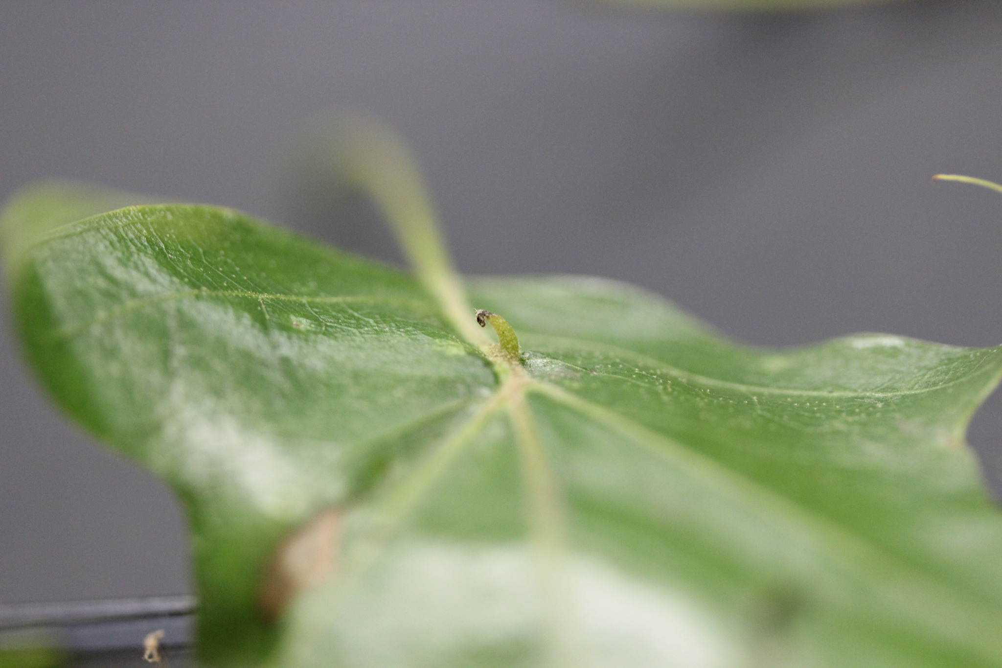 Gall image