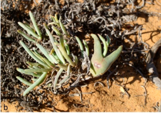 Gall image