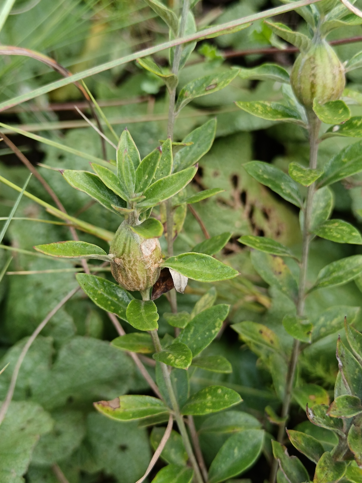 Gall image