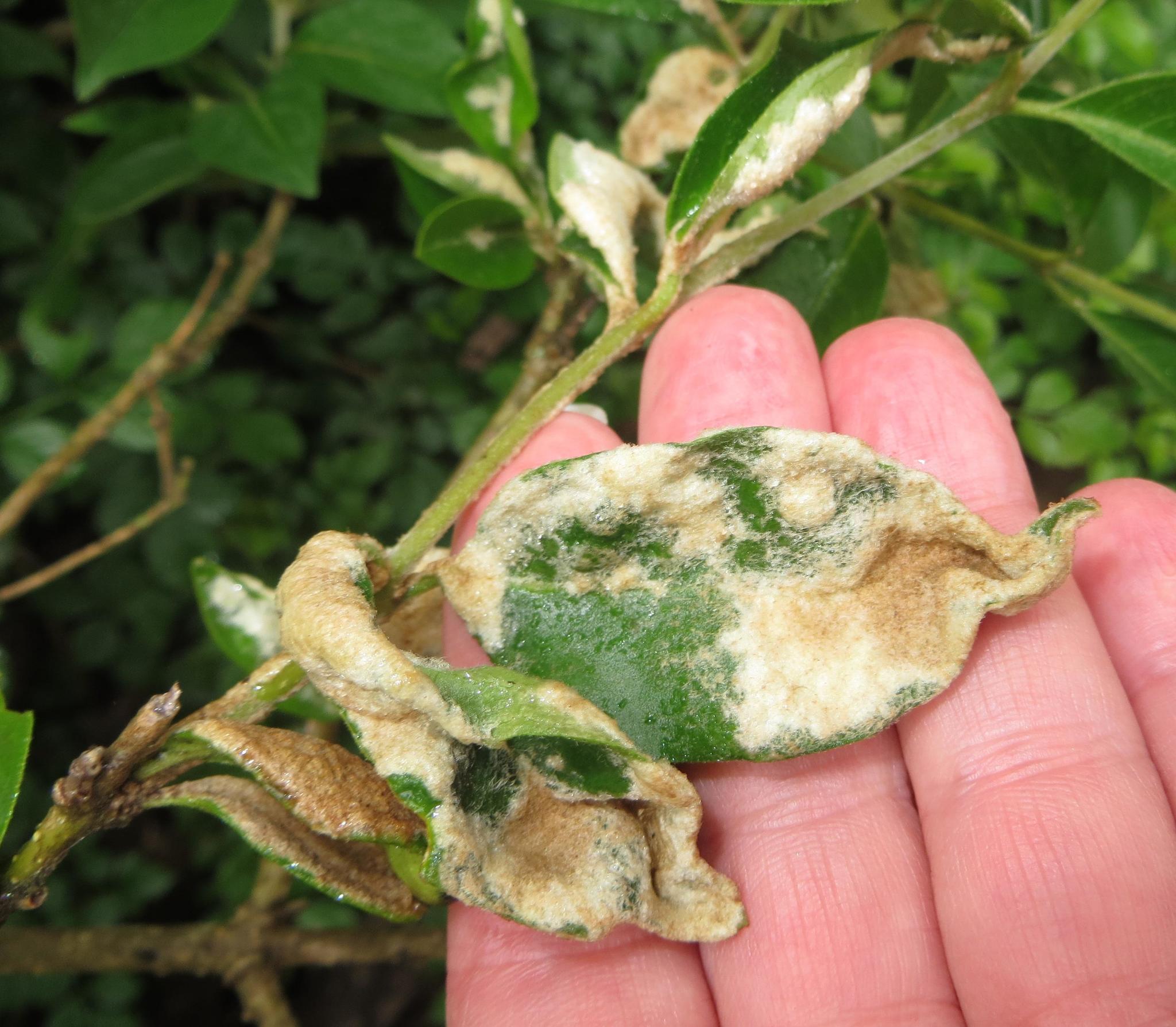 Gall image