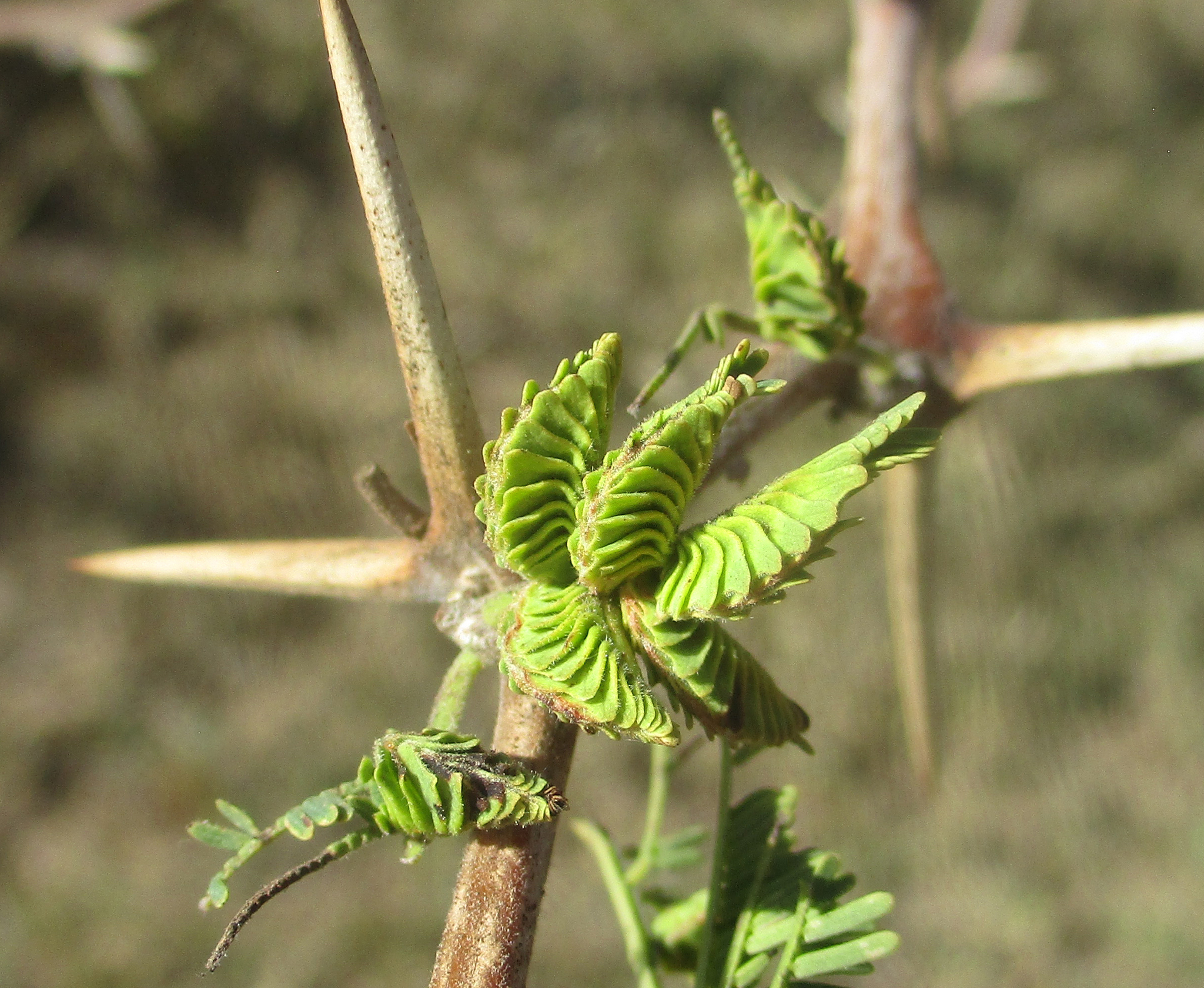 Gall image