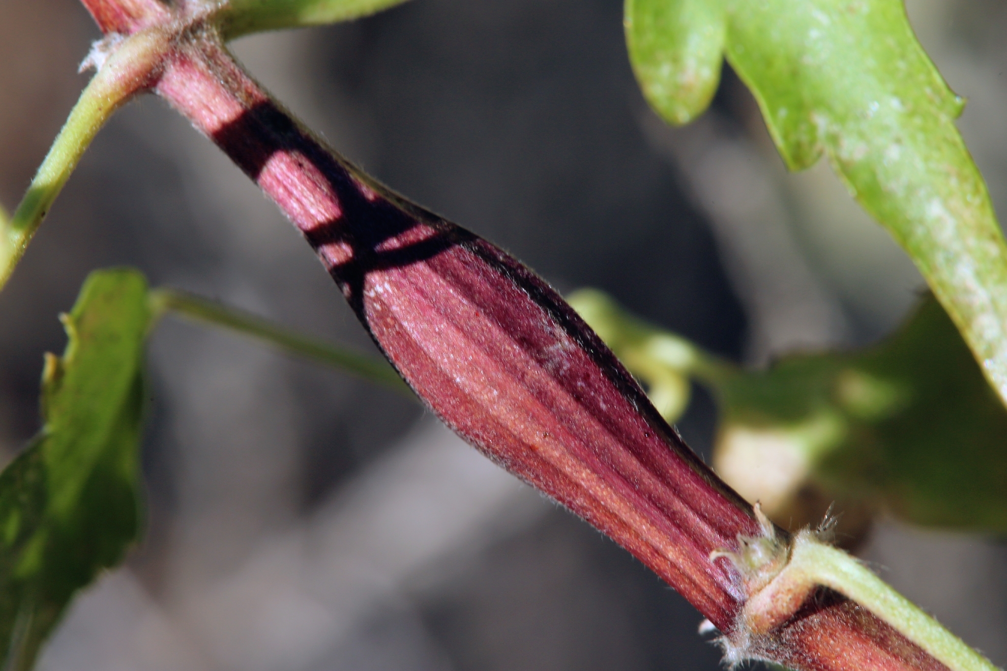 Gall image