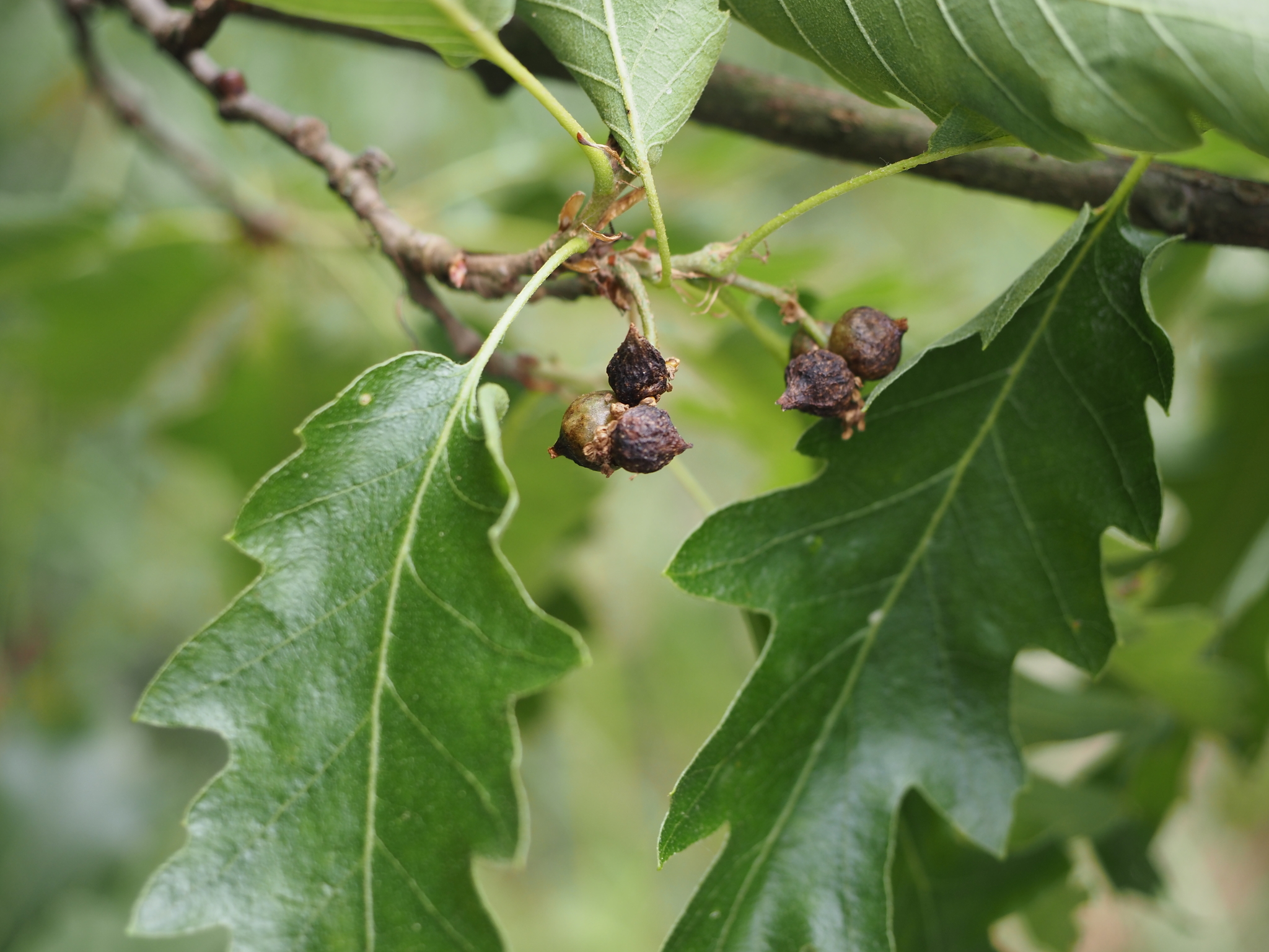 Gall image