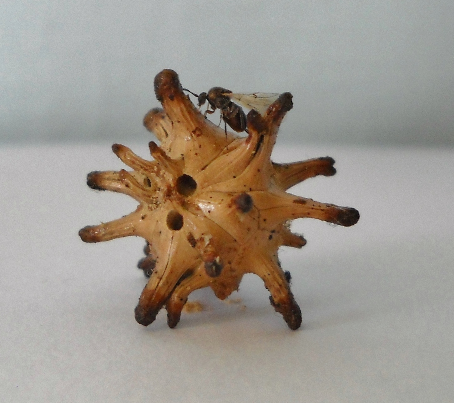 Gall image