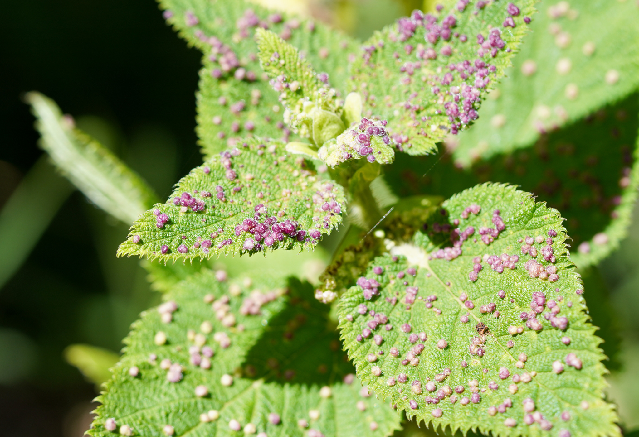Gall image