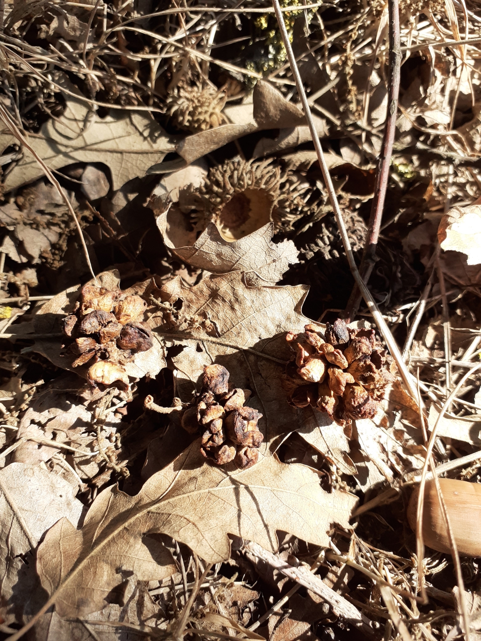 Gall image