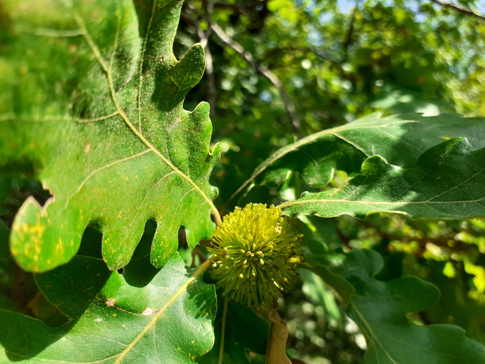 Gall image