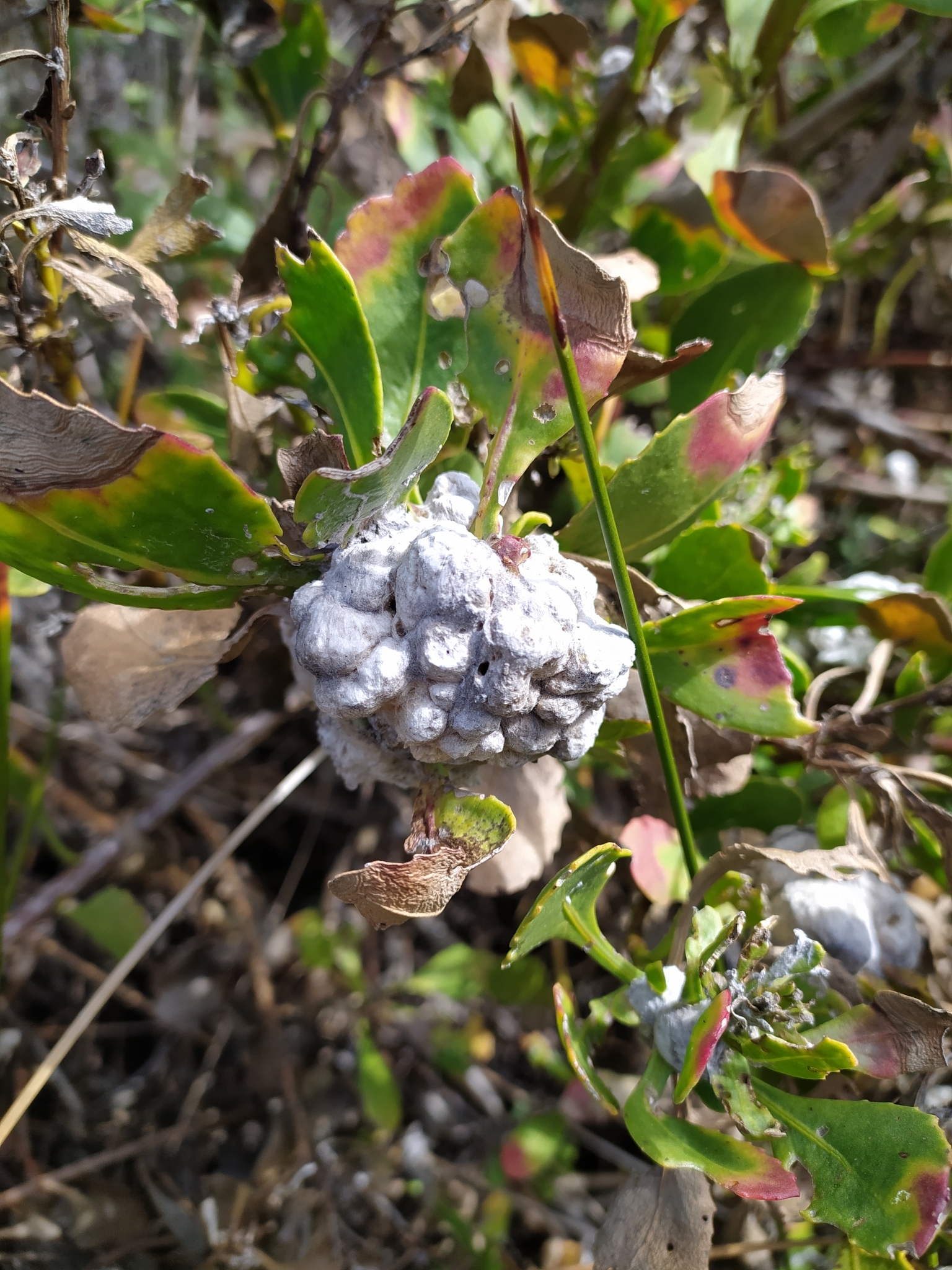 Gall image
