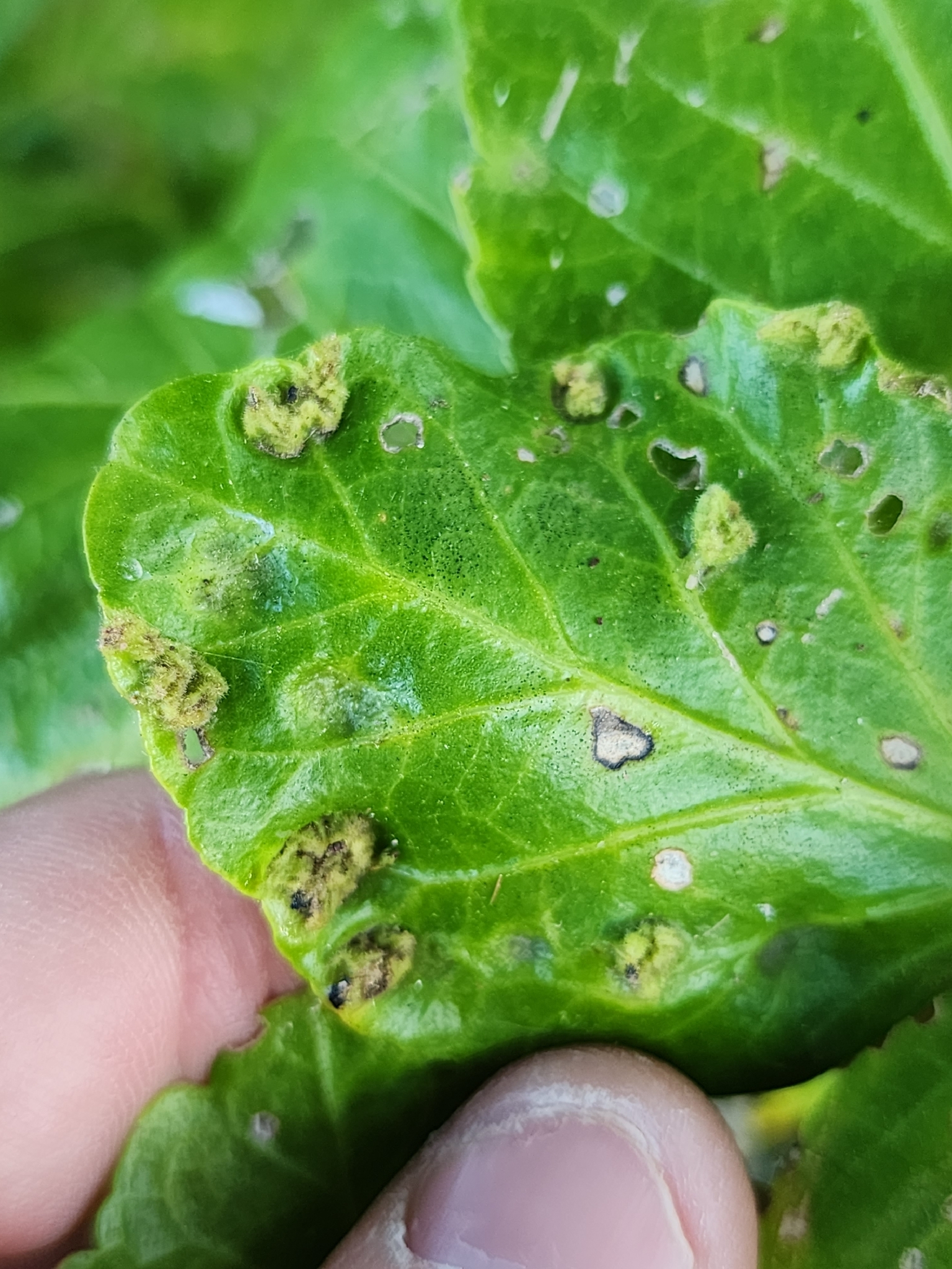 Gall image