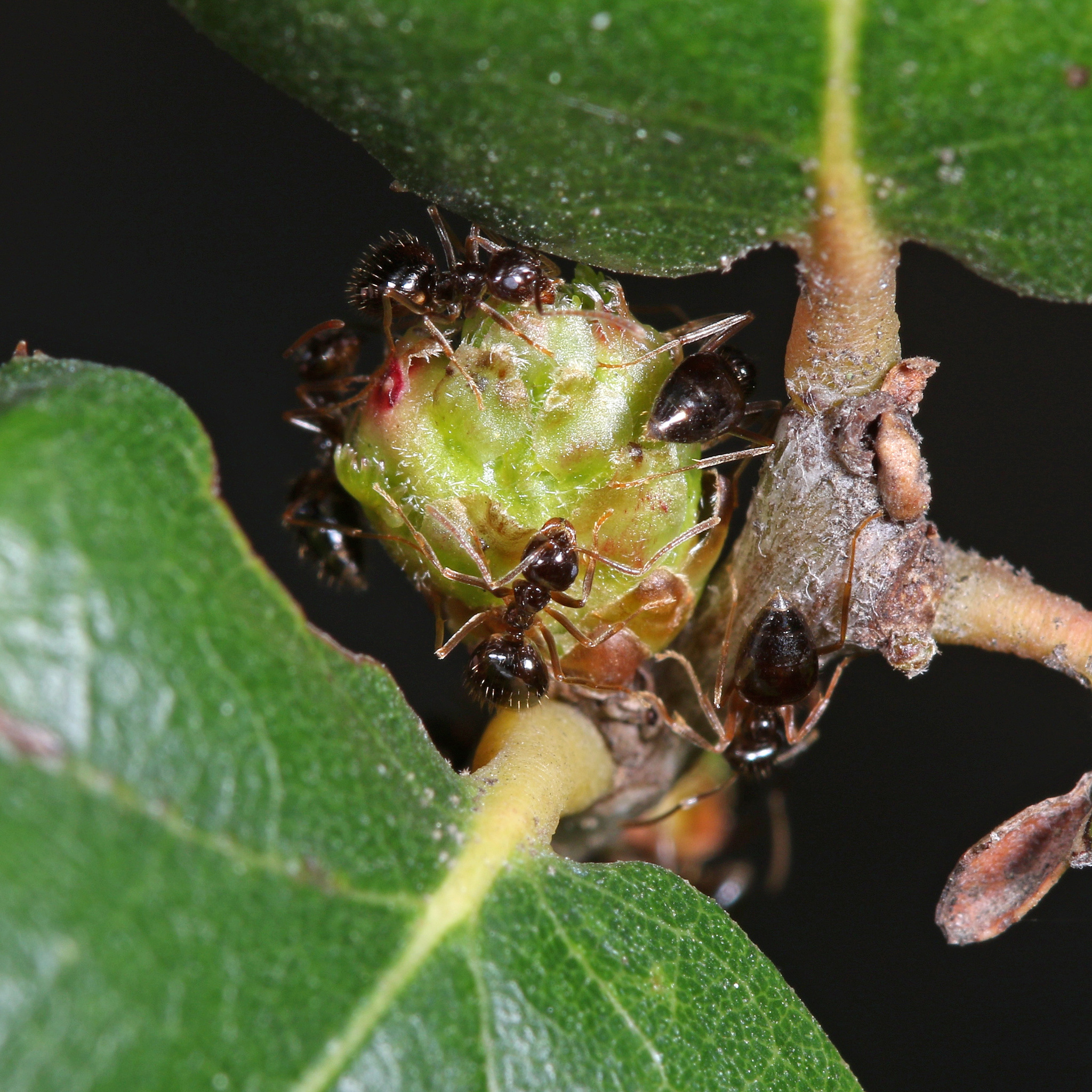Gall image