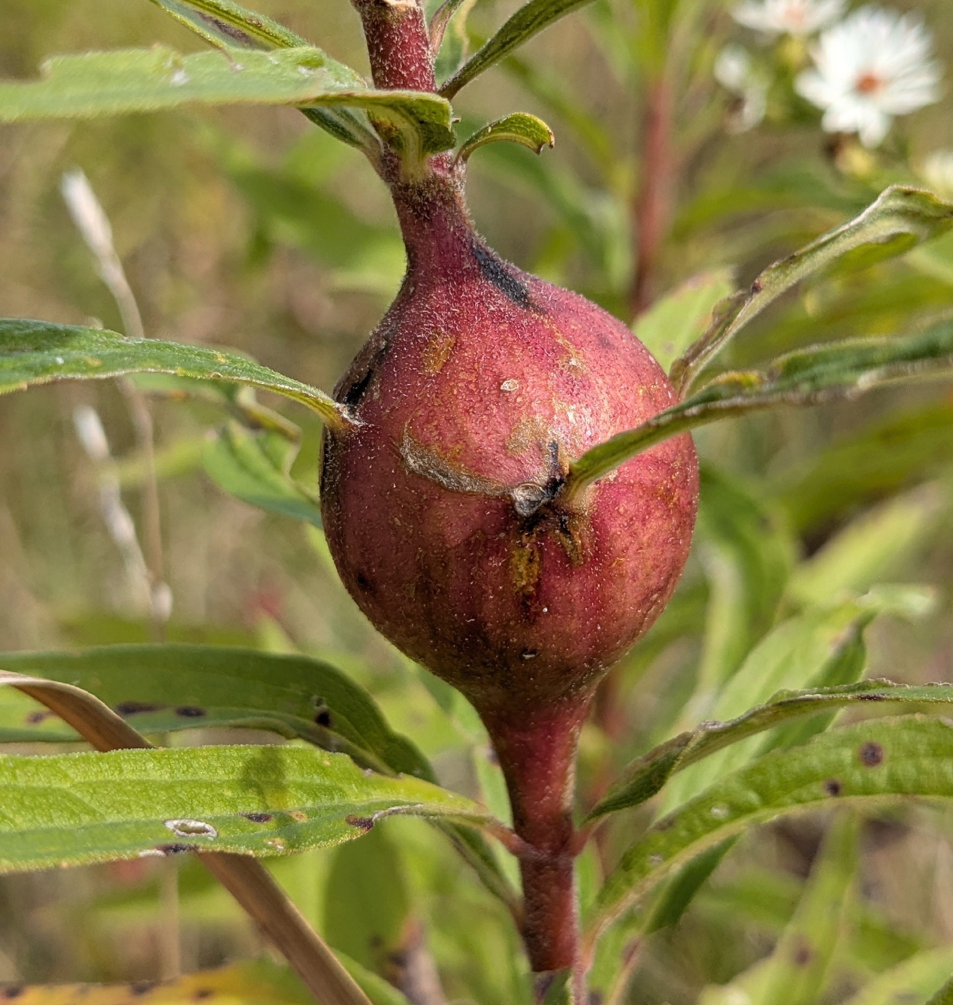 Gall image
