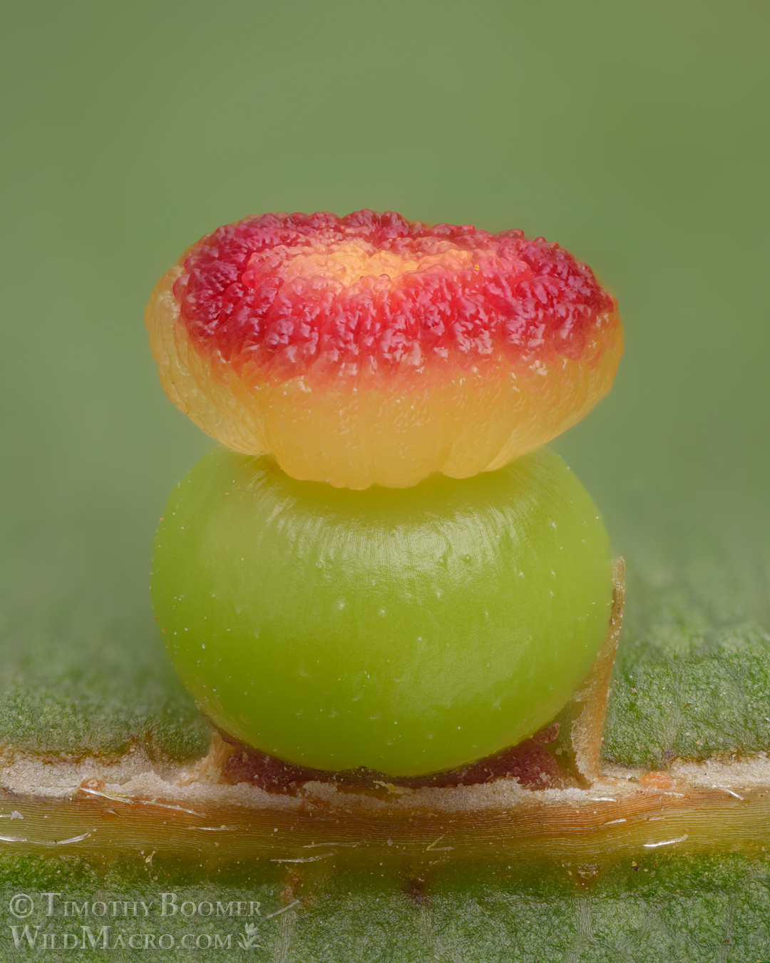 Gall image