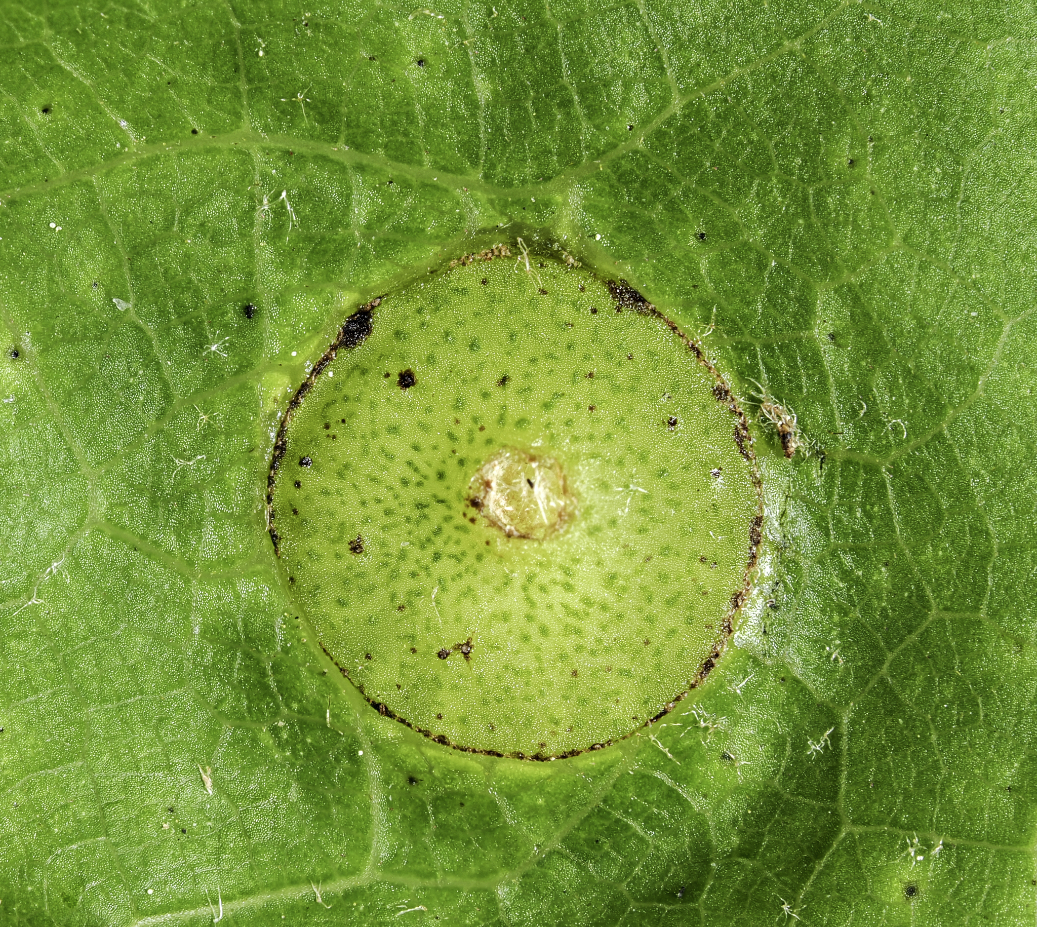 Gall image