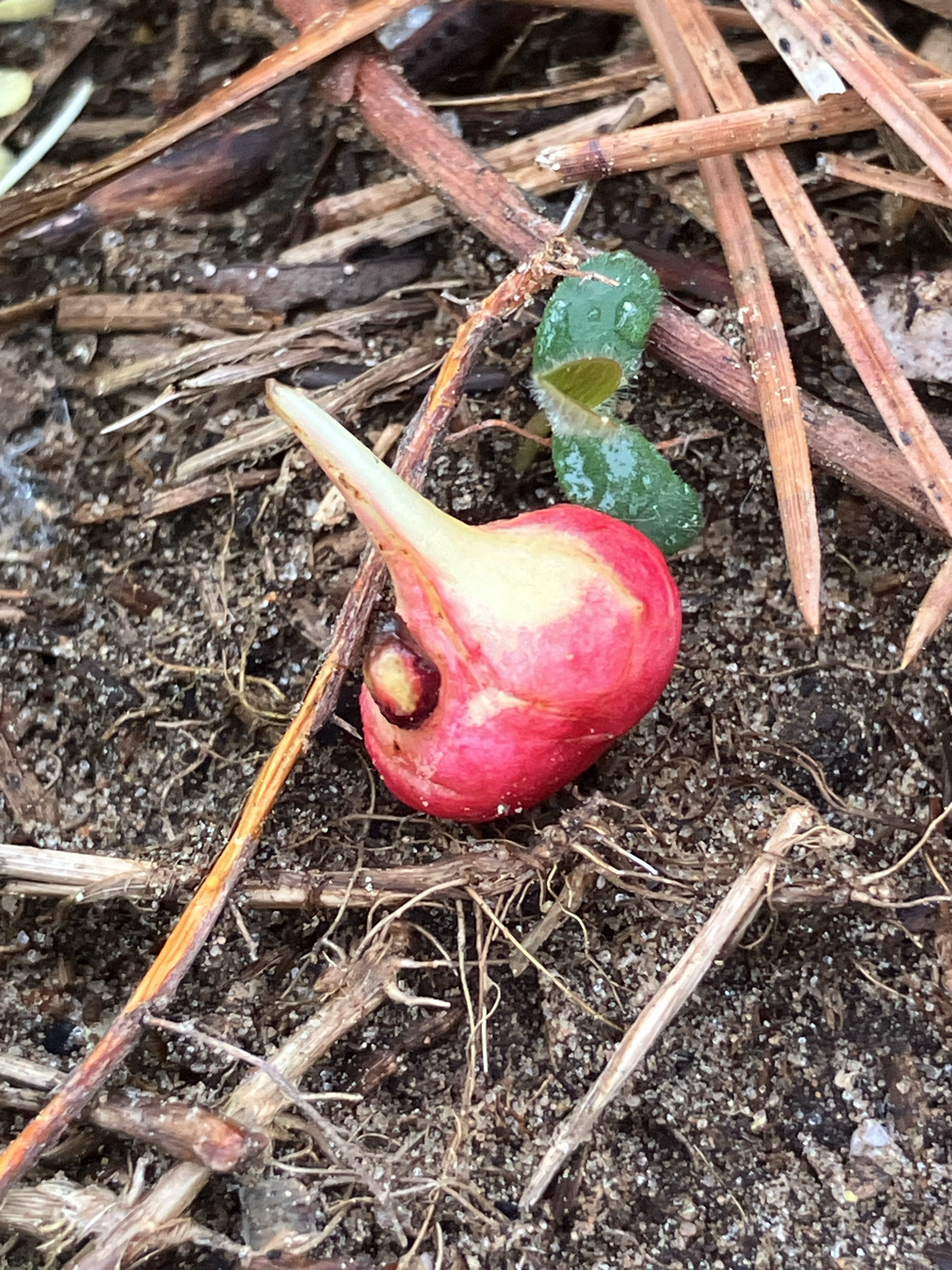 Gall image