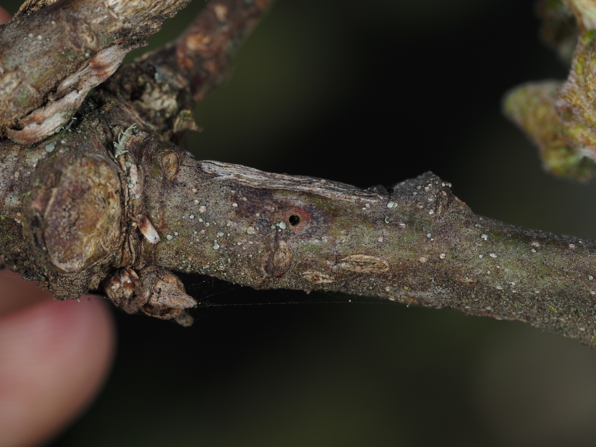 Gall image