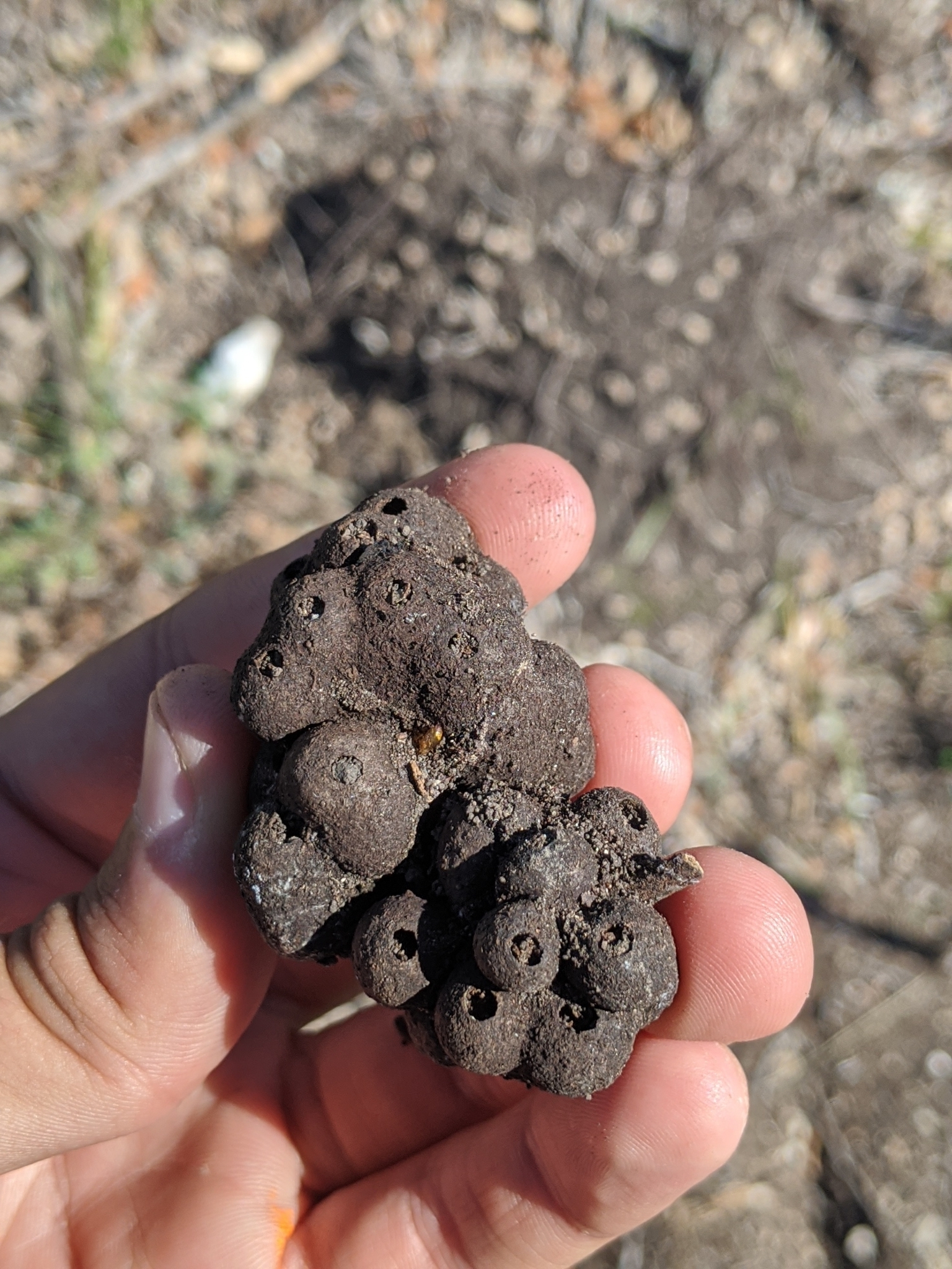 image of Odontocynips nebulosa (agamic)