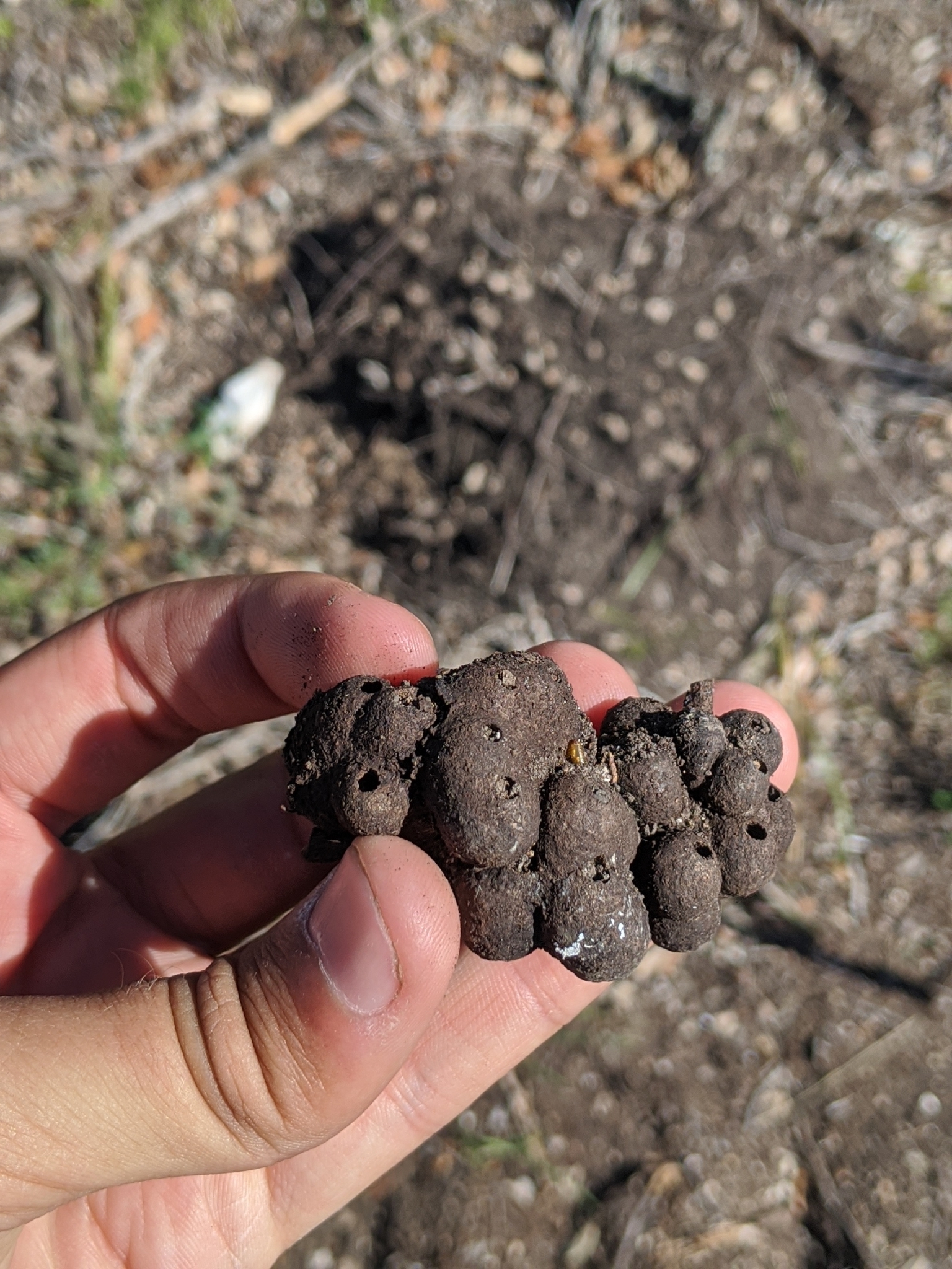 image of Odontocynips nebulosa (agamic)